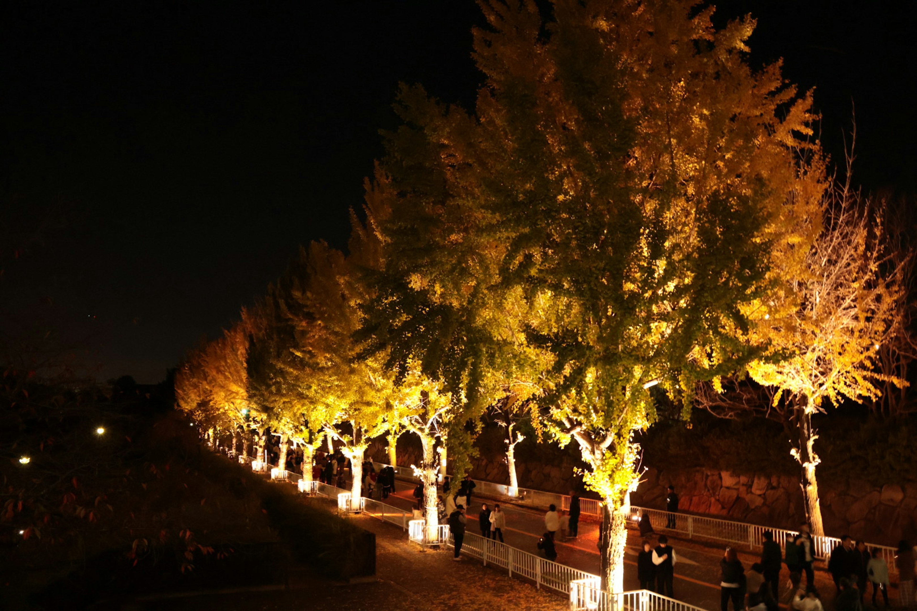 夜间照亮的美丽银杏树成排的步道