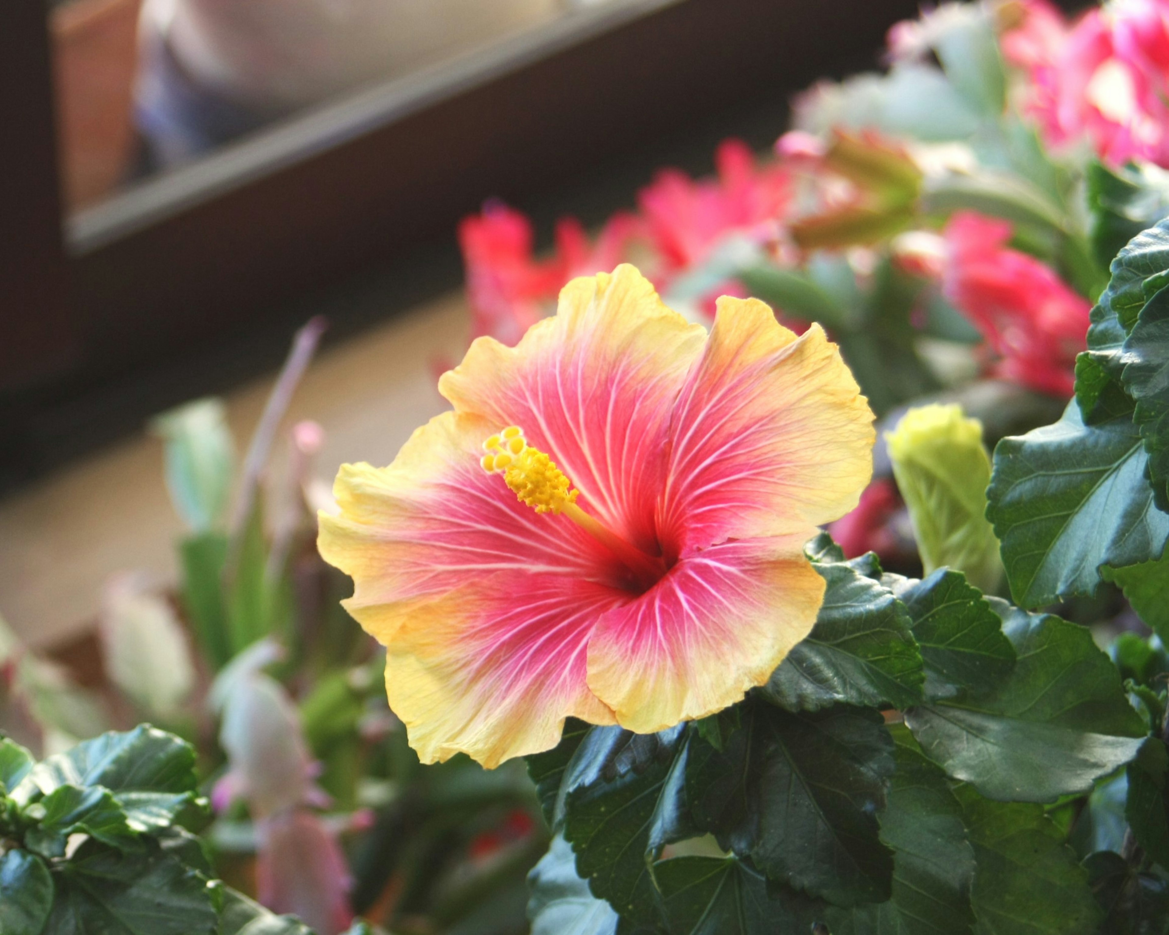 Bunga hibiscus merah muda dan kuning cerah mekar di antara daun hijau