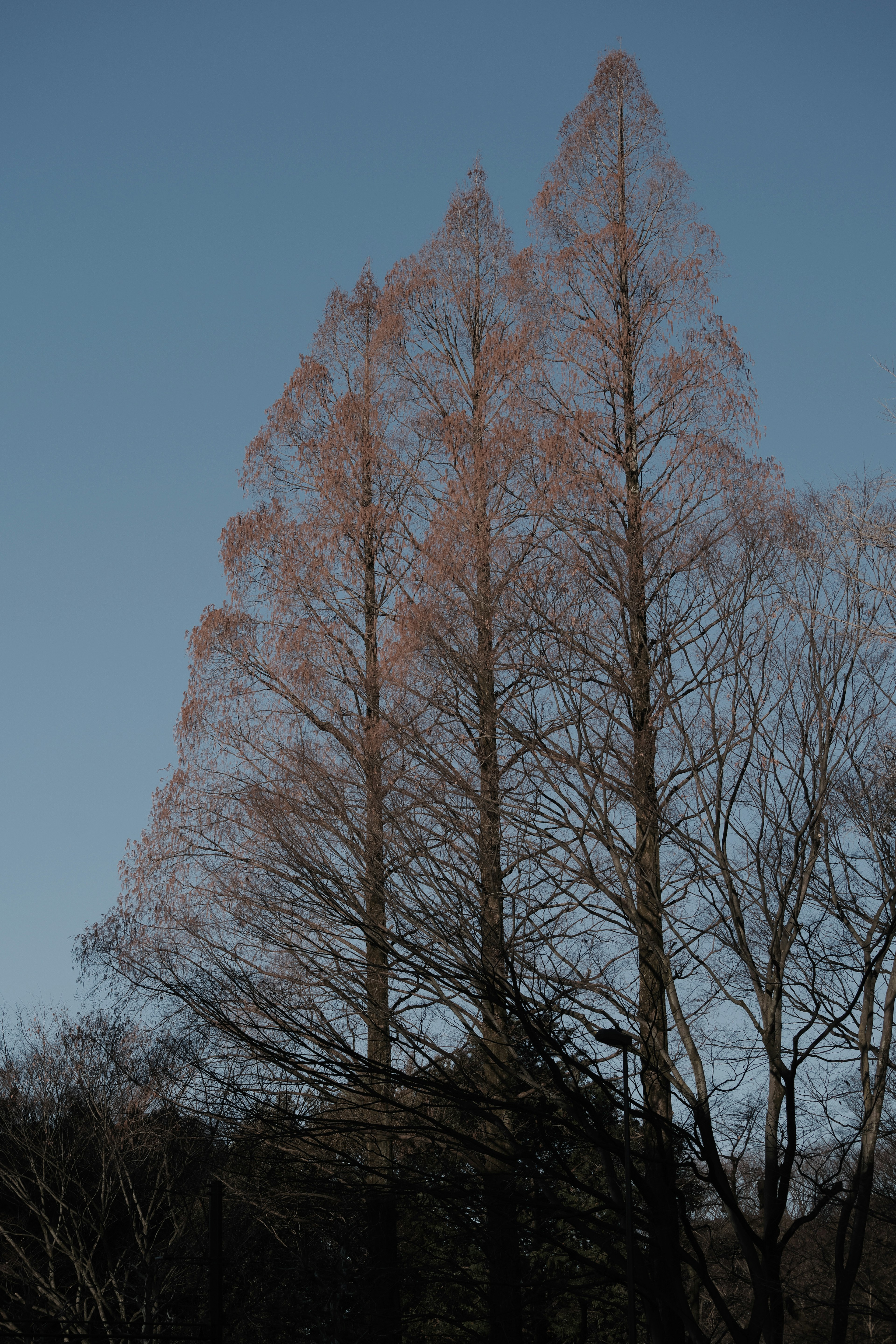 Silhouette von drei Bäumen vor einem blauen Himmel mit zarten Ästen