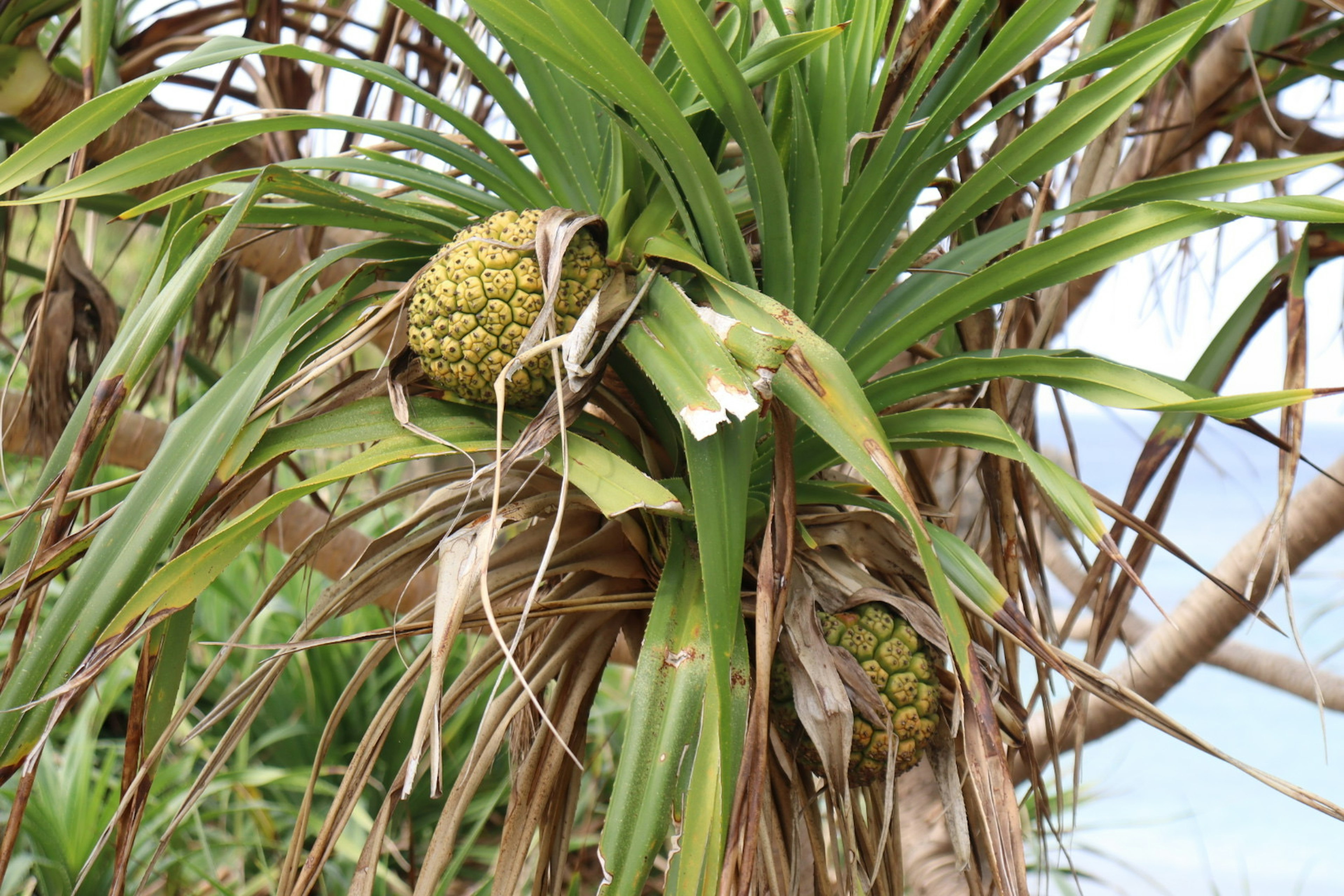 特写植物，带有类似菠萝的果实