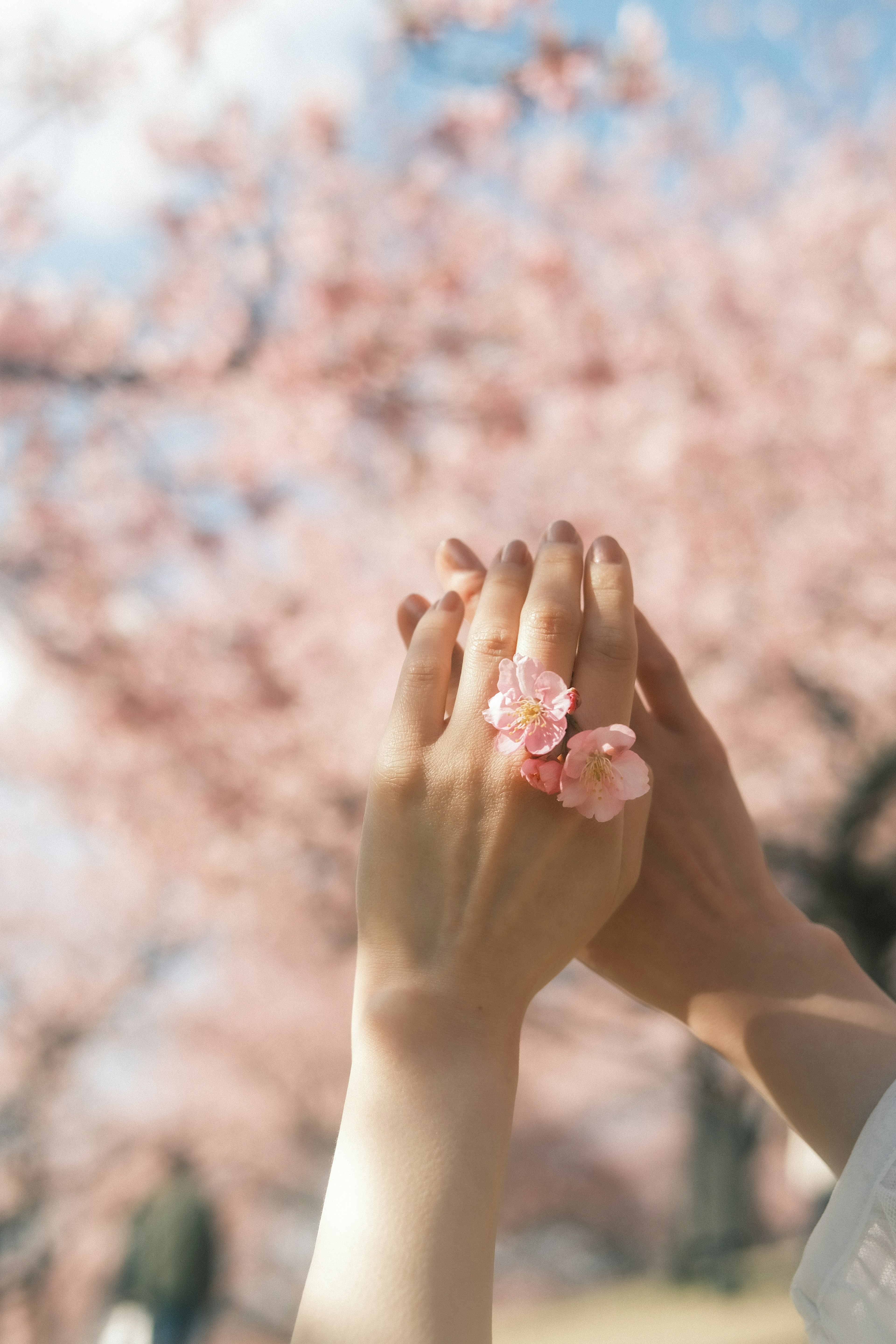 Zwei Hände, die sich unter einem Kirschbaum mit einem Blumenring überlappen