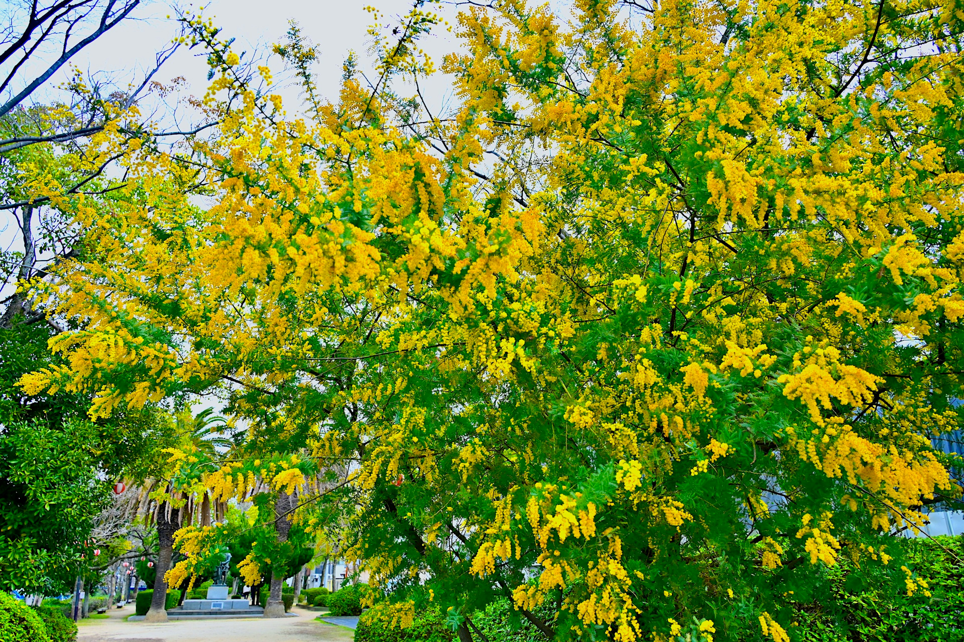 Ein lebendiger Baum, der mit hellgelben Blumen in einer üppigen Umgebung bedeckt ist