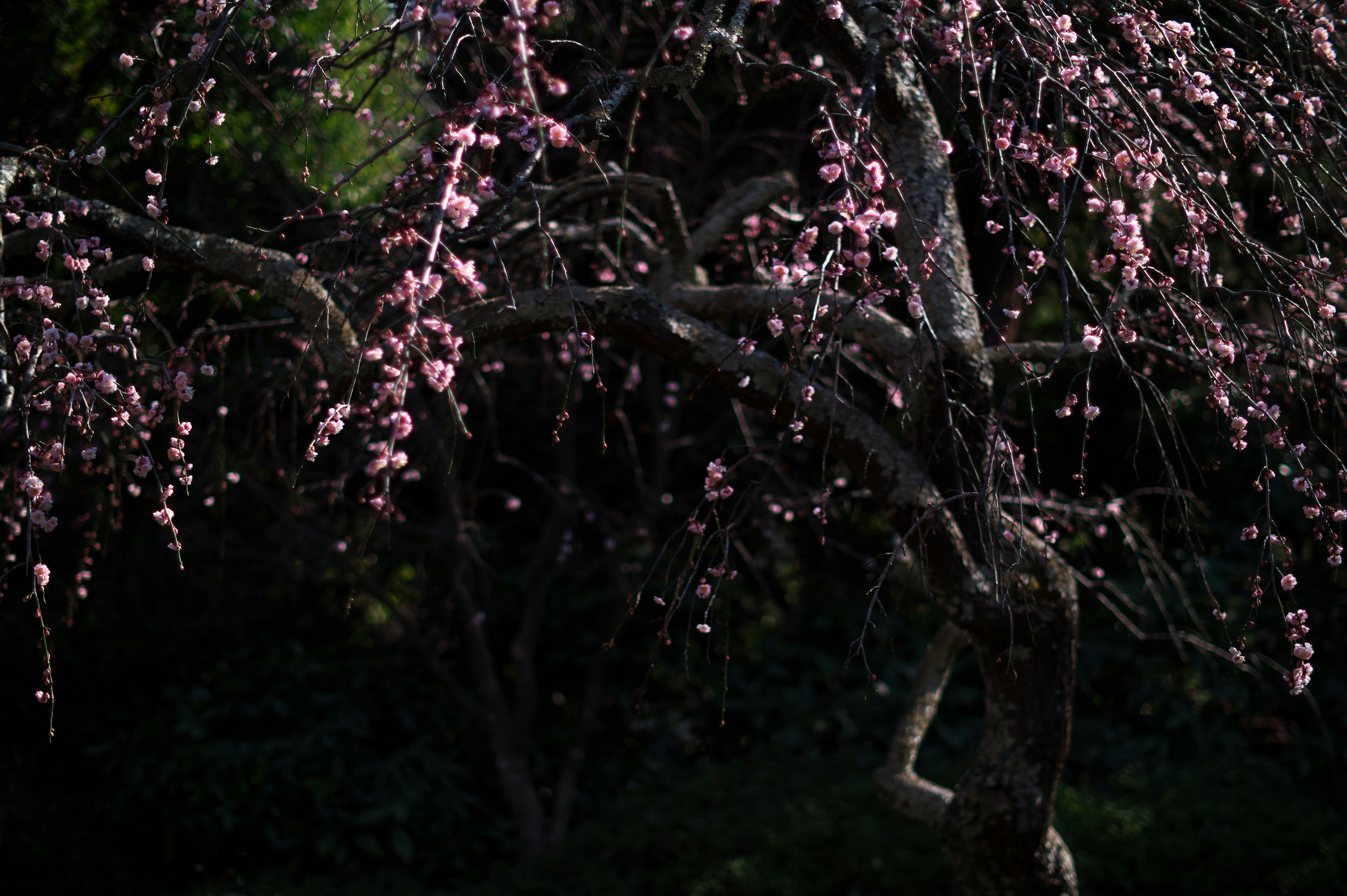 桜の木の枝に咲く淡いピンクの花と暗い背景