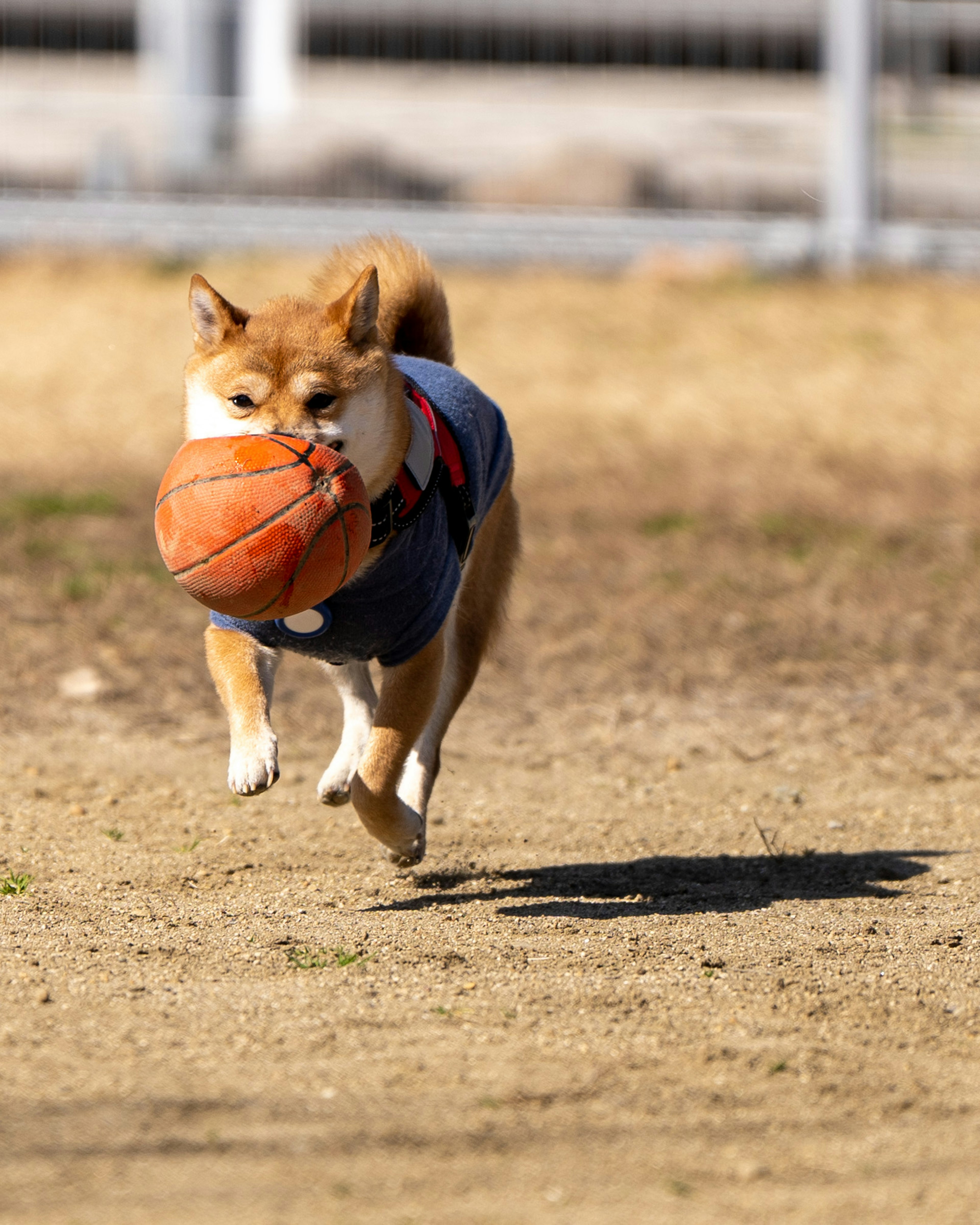 犬がバスケットボールをくわえて走っている様子