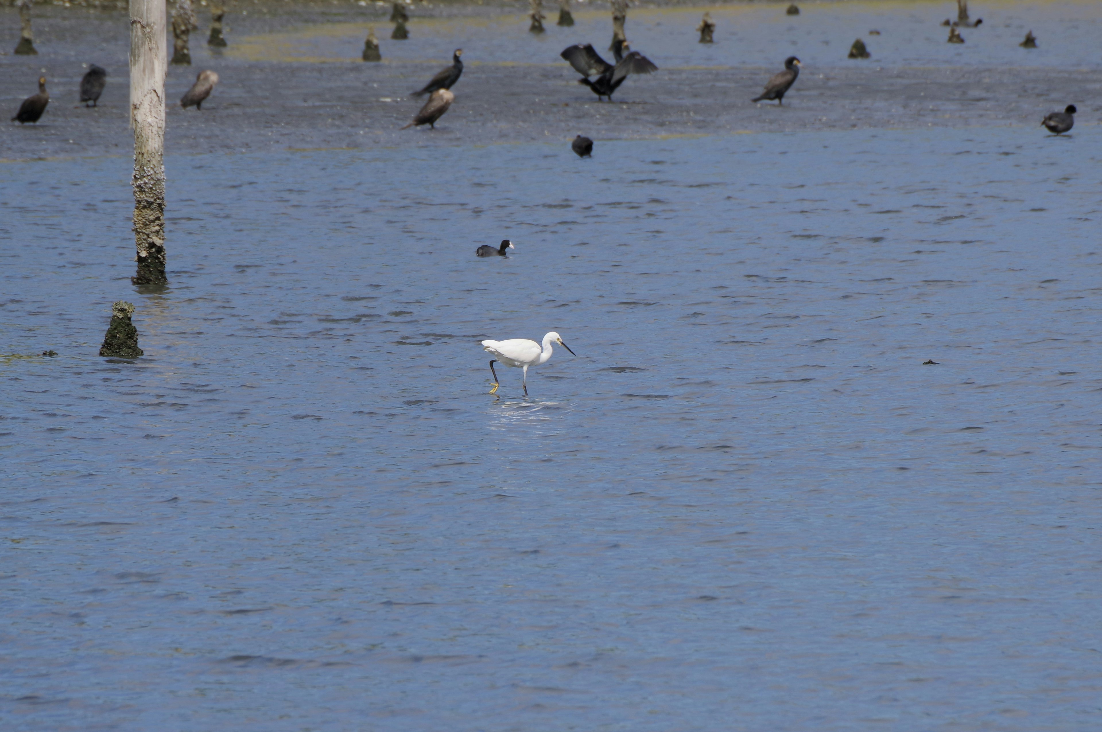 A white bird standing in blue water with several dark-colored birds in the background