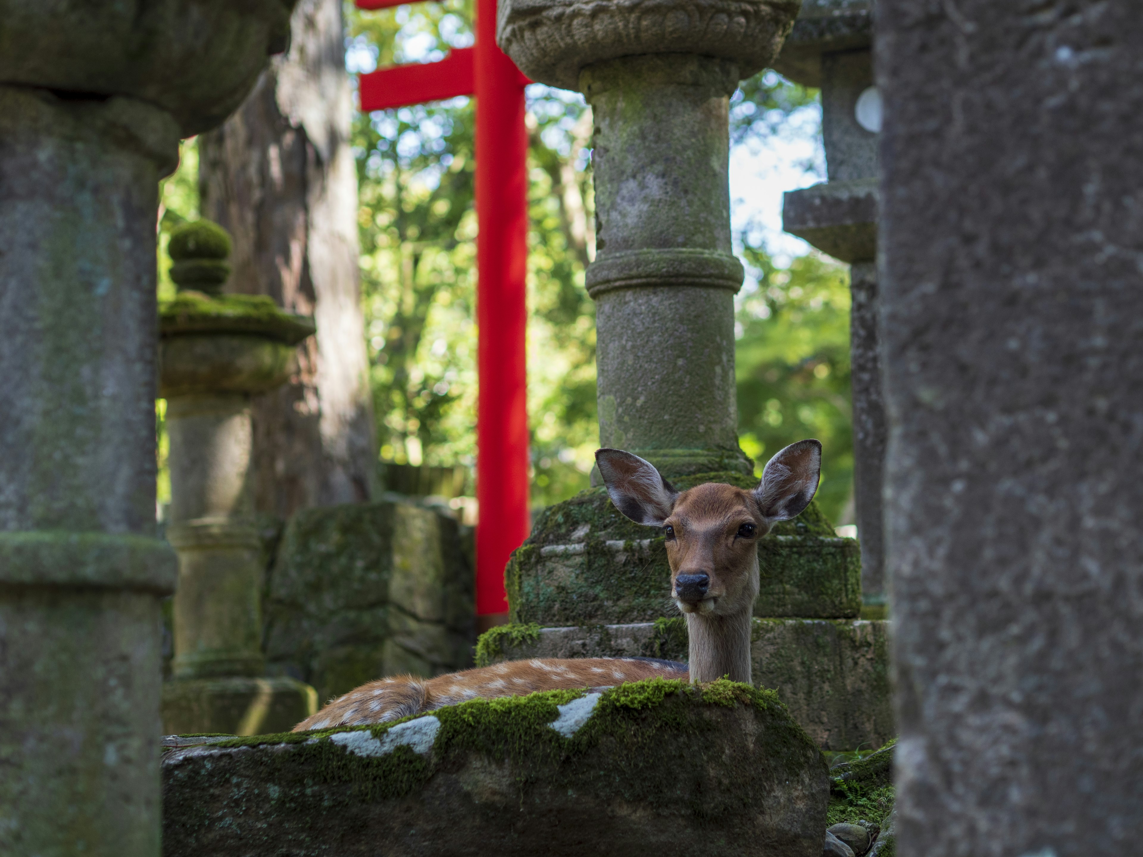 Una cría de ciervo entre faroles de piedra con un torii rojo al fondo