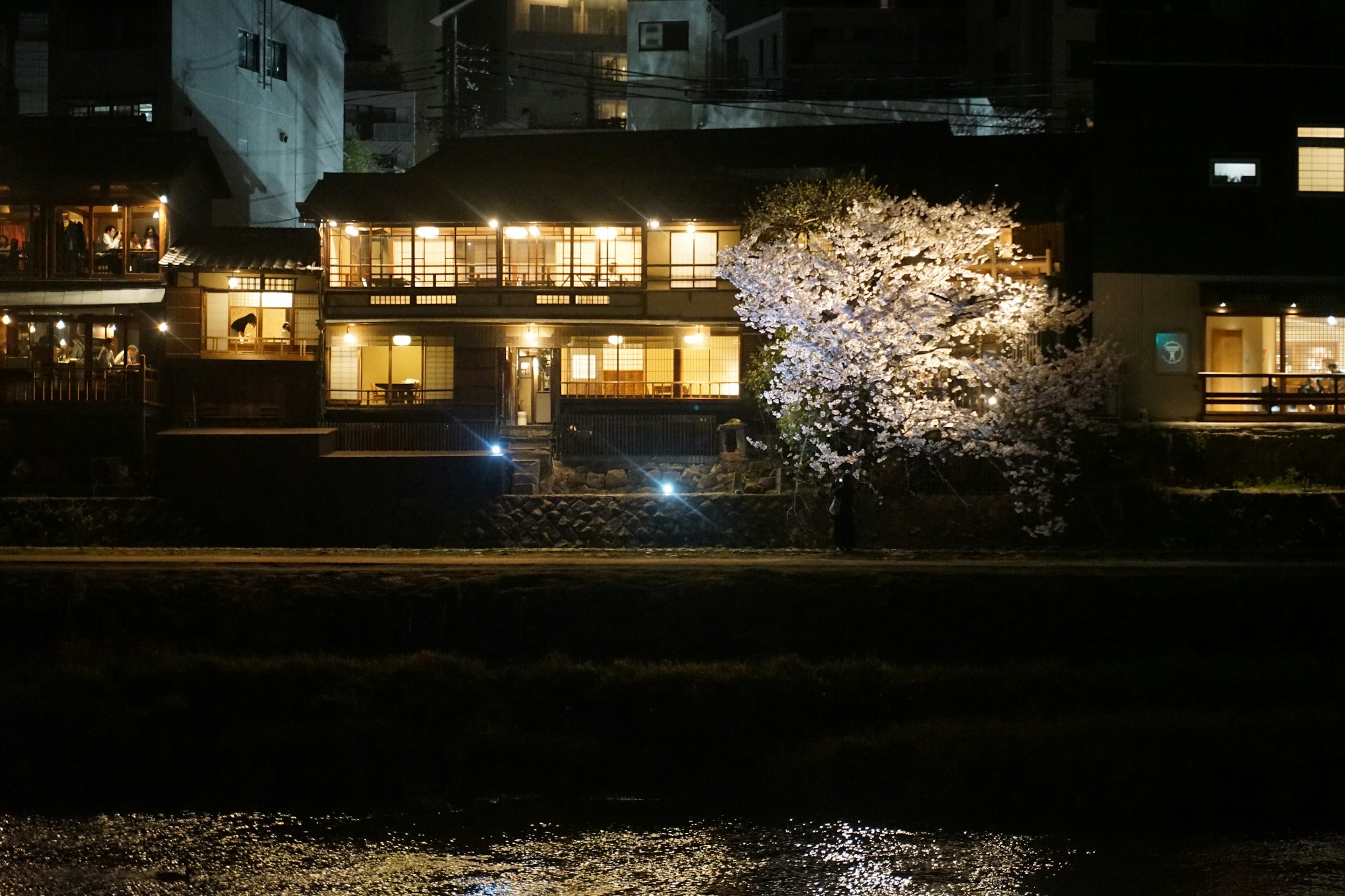 Illuminated traditional Japanese buildings by the riverside with a cherry blossom tree at night