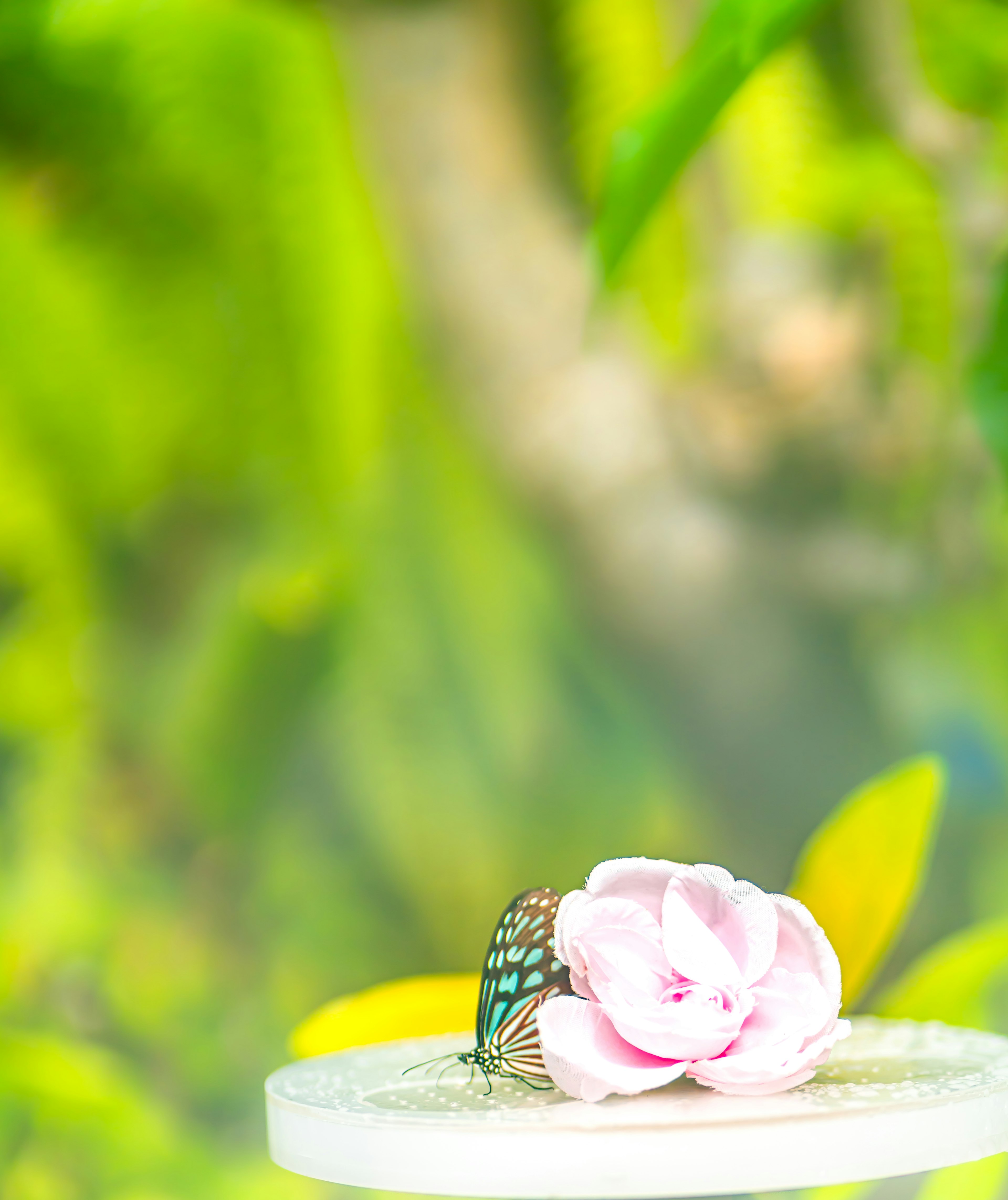 A delicate pink flower placed against a vibrant green background