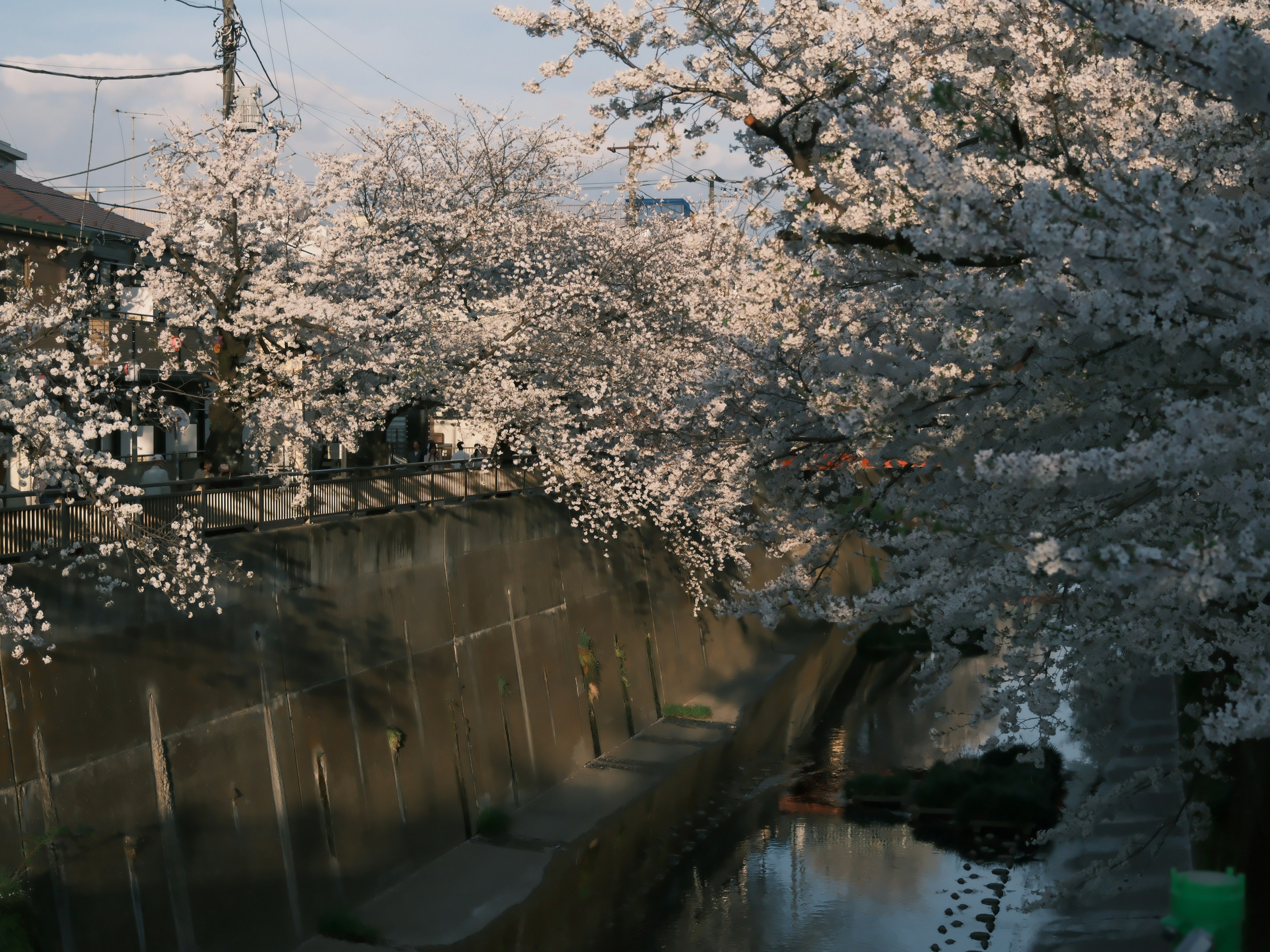 桜の木が咲いている川の風景