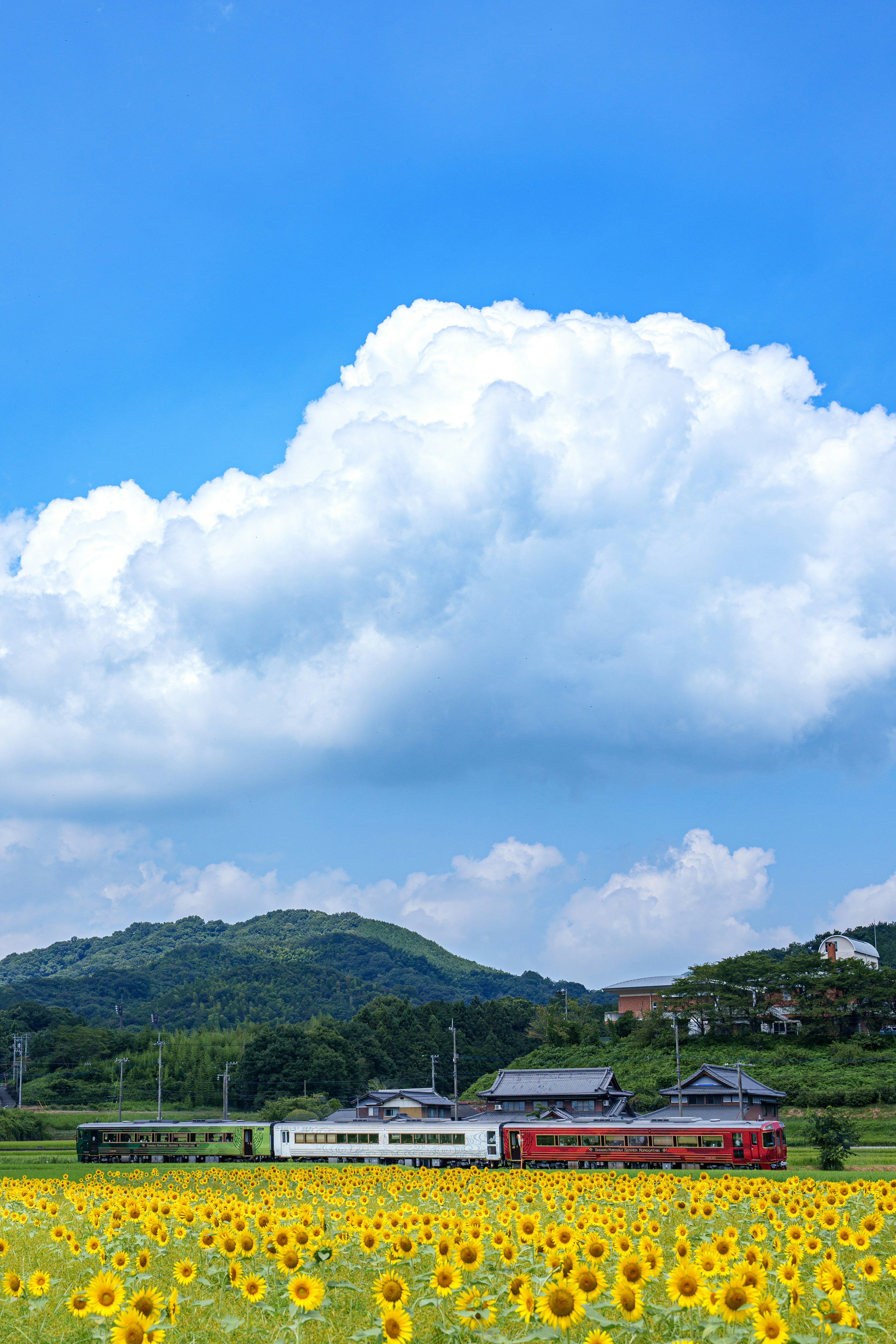 รถไฟที่วิ่งผ่านทุ่งดอกทานตะวันใต้ท้องฟ้าสีฟ้า