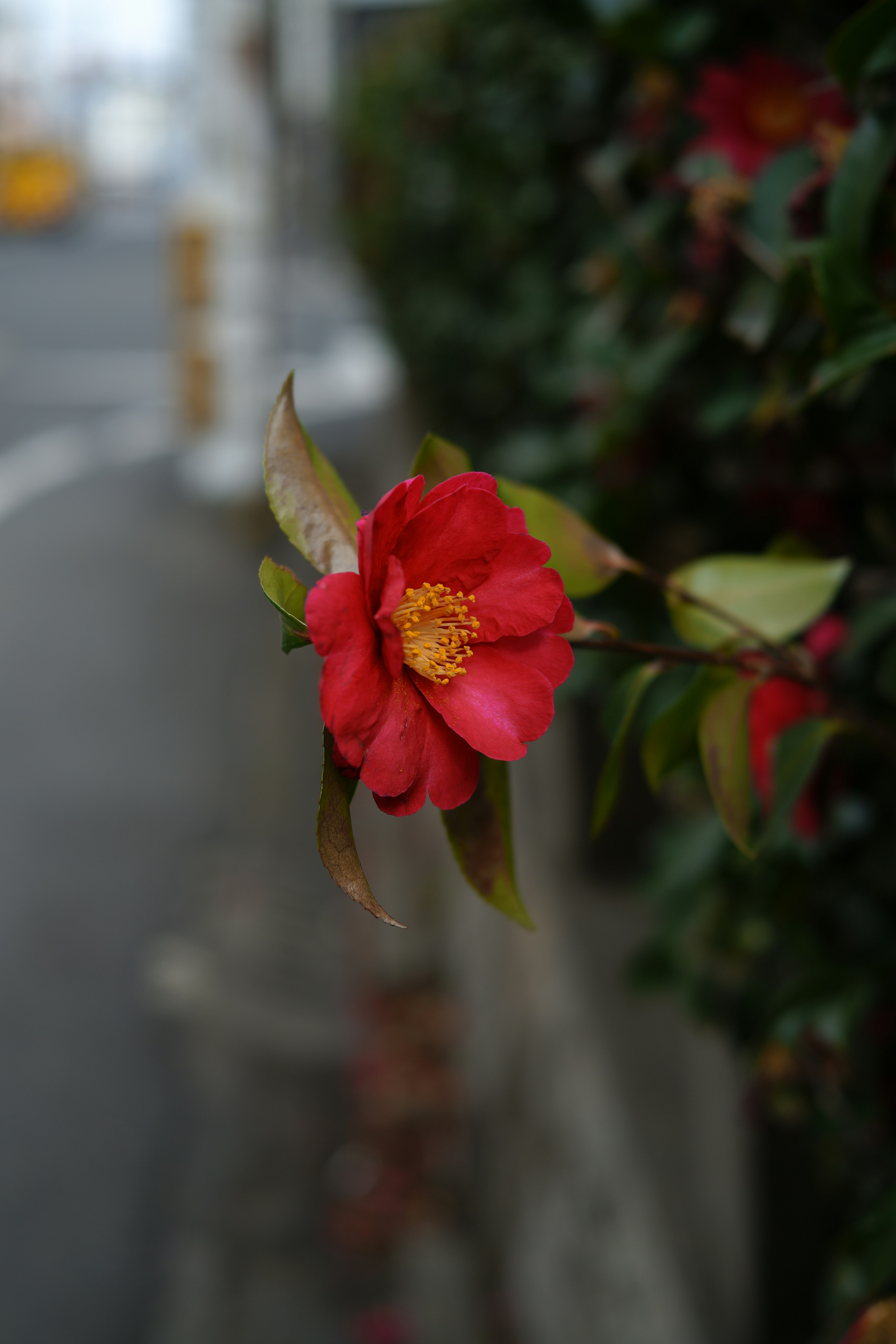 Fleur rouge entourée de feuilles vertes