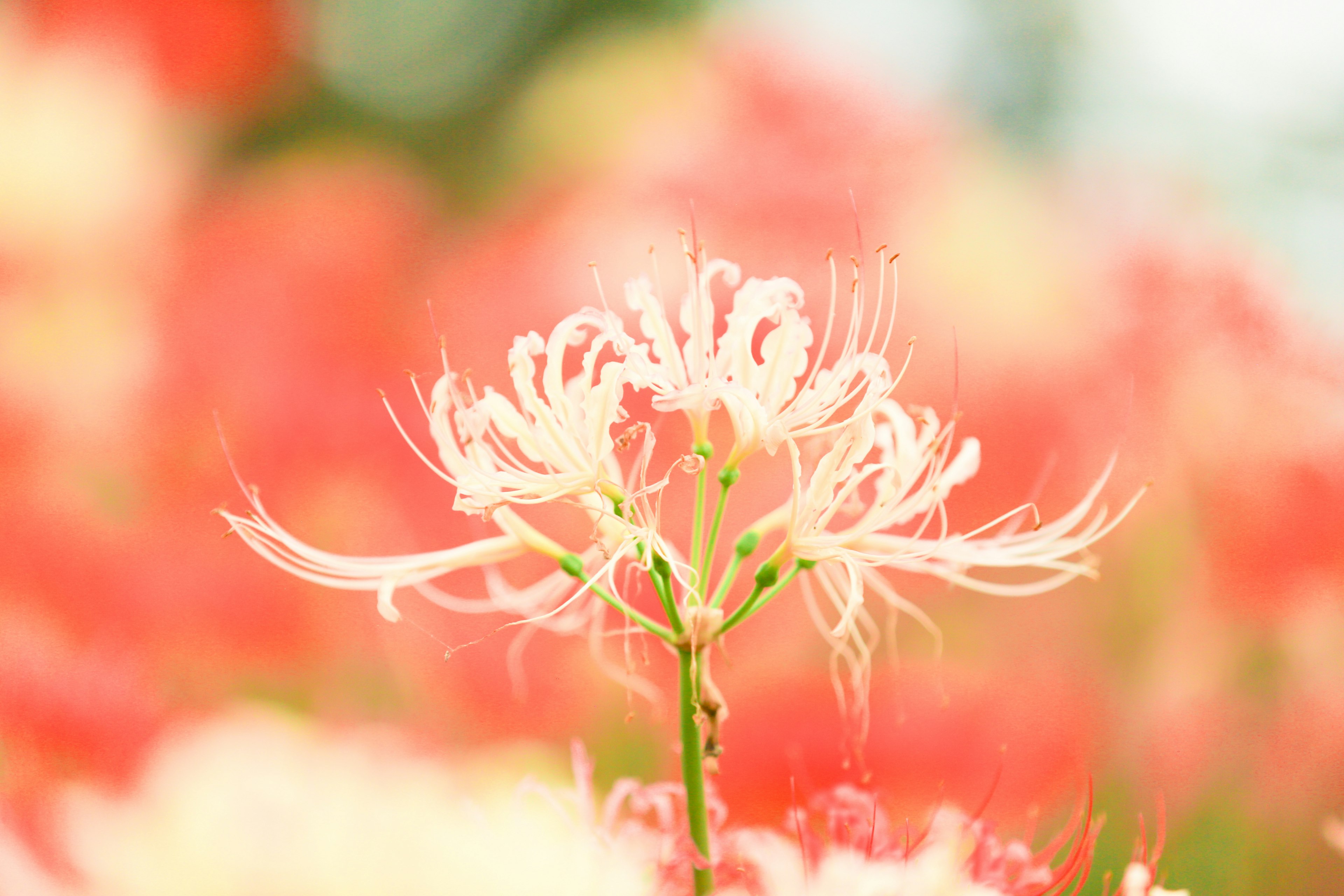 赤い花々の中に立つ白い花のクローズアップ