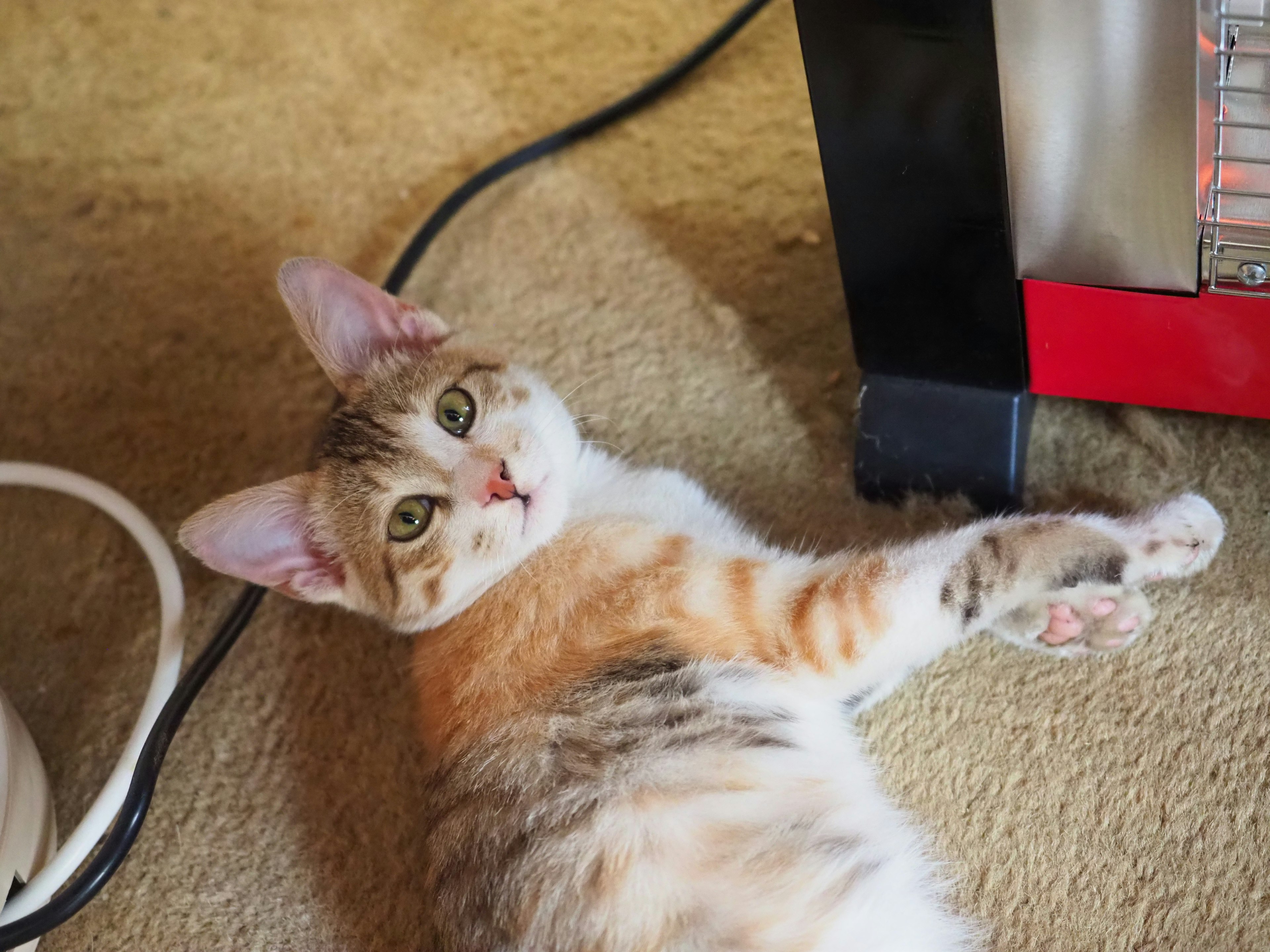 A cat lying on the floor near a heater looking up