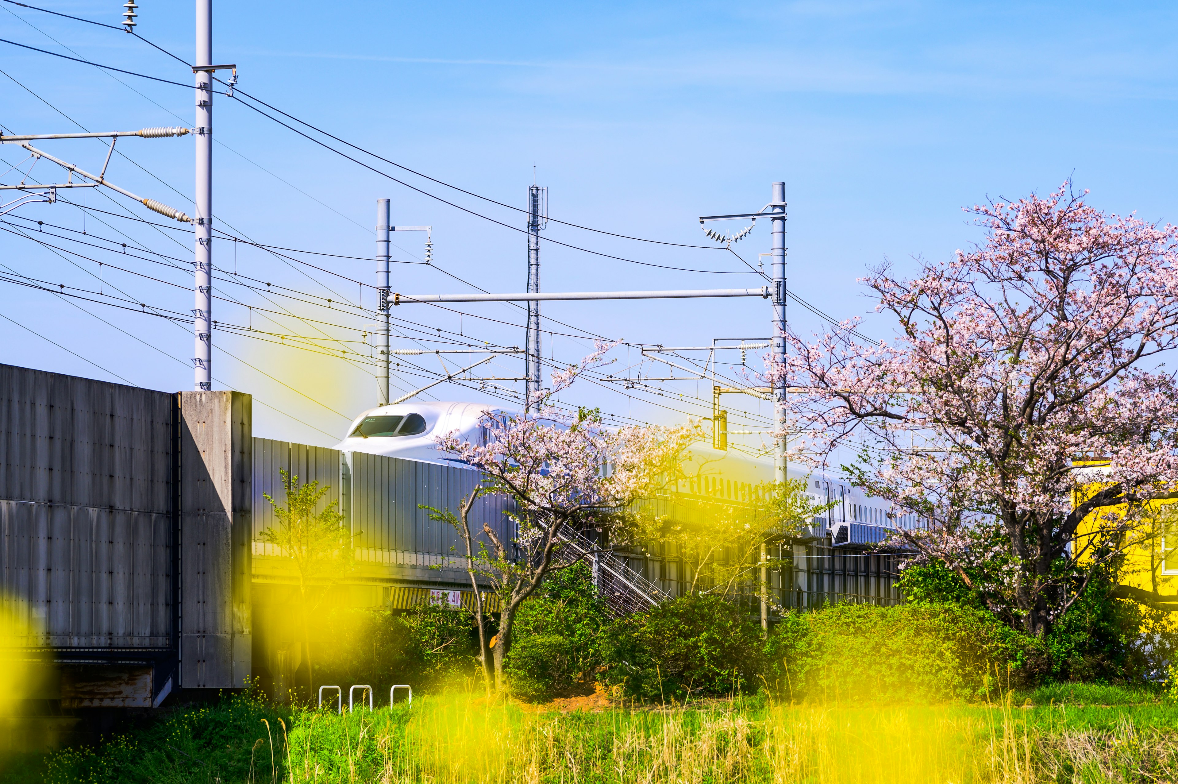 Shinkansen-Zug in einer Frühlingslandschaft mit Kirschblüten