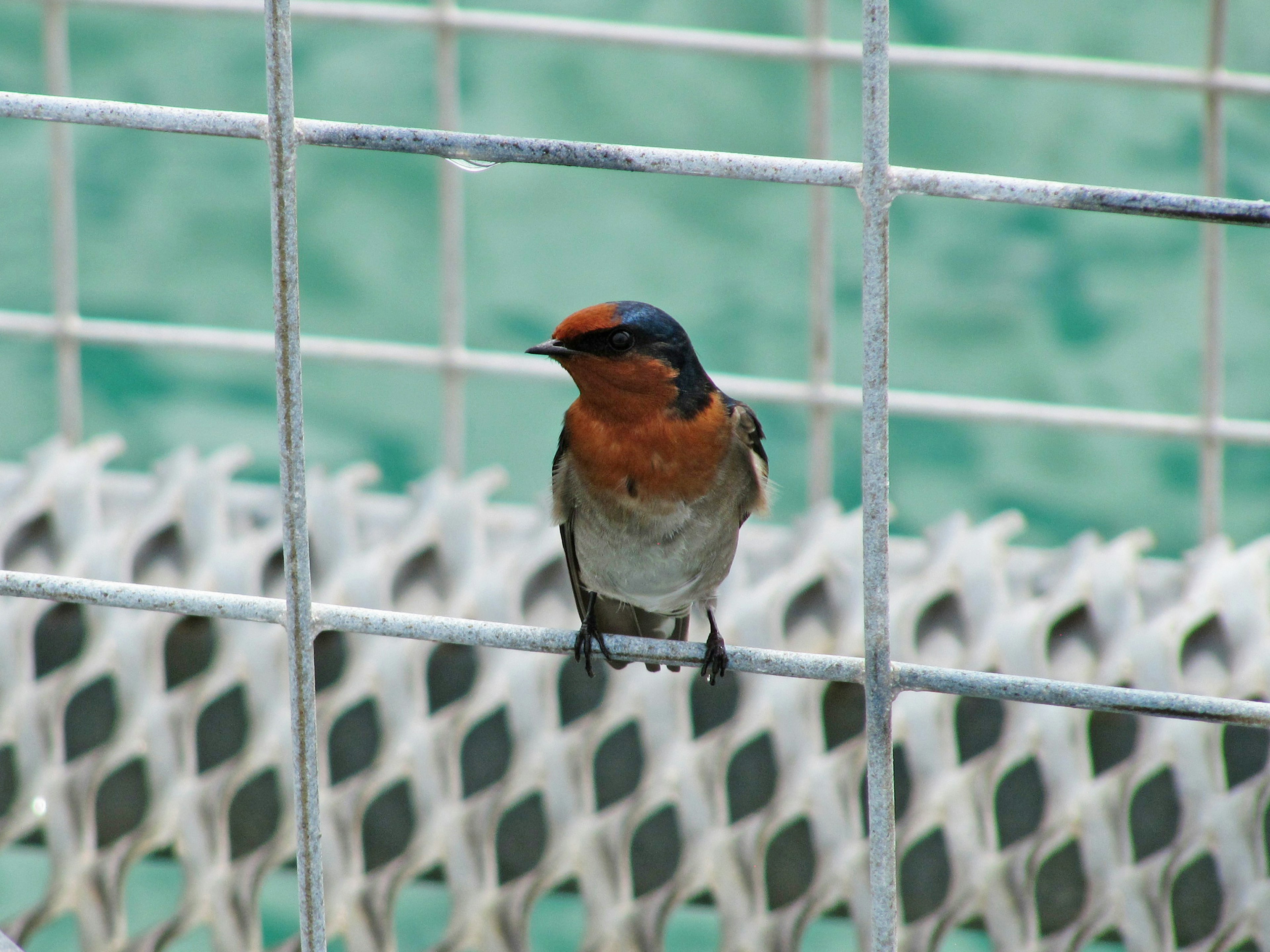 A small bird with a blue head and orange chest perched on a metal grid