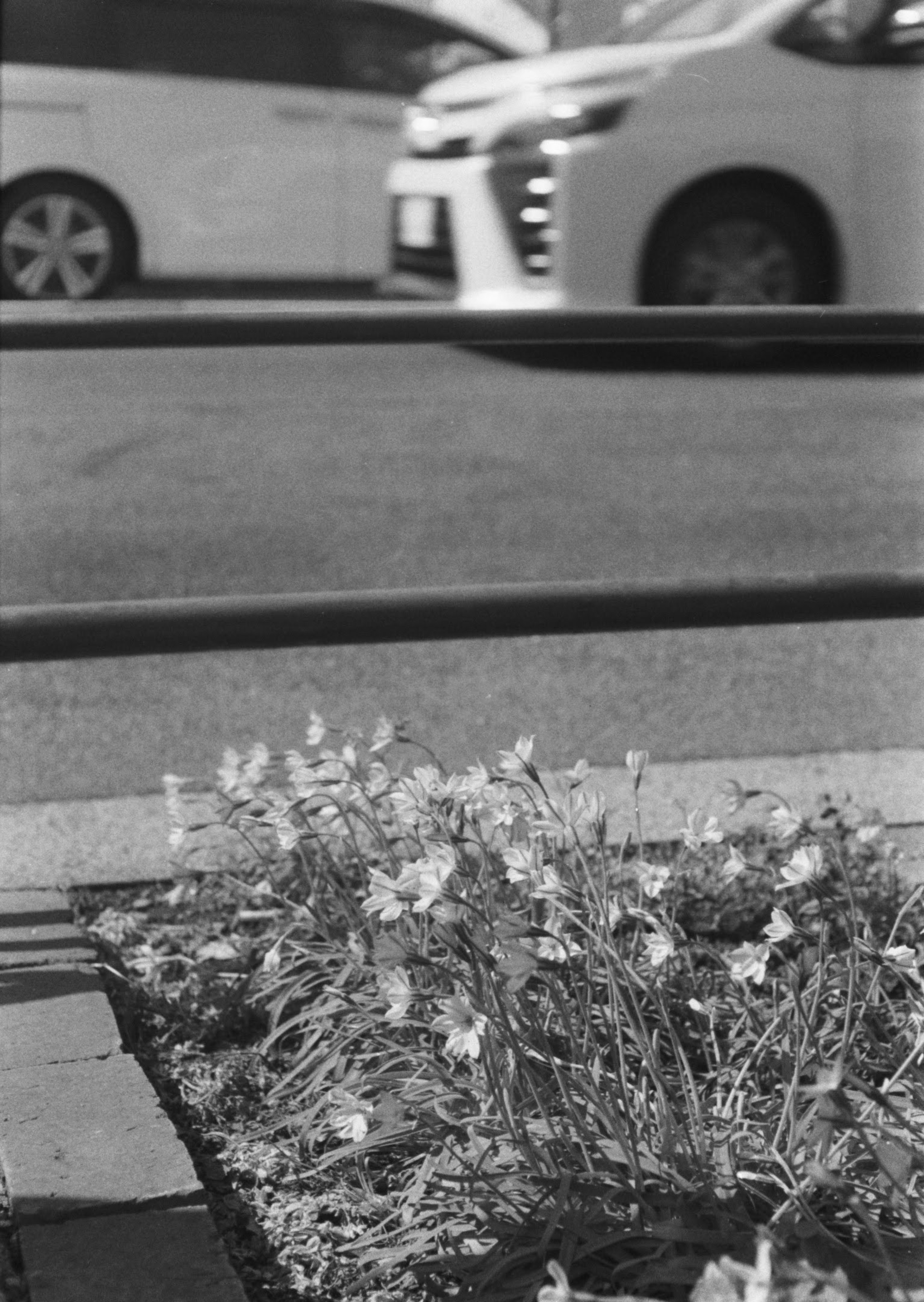 Schwarzweißfoto mit Blumen im Vordergrund und Autos im Hintergrund