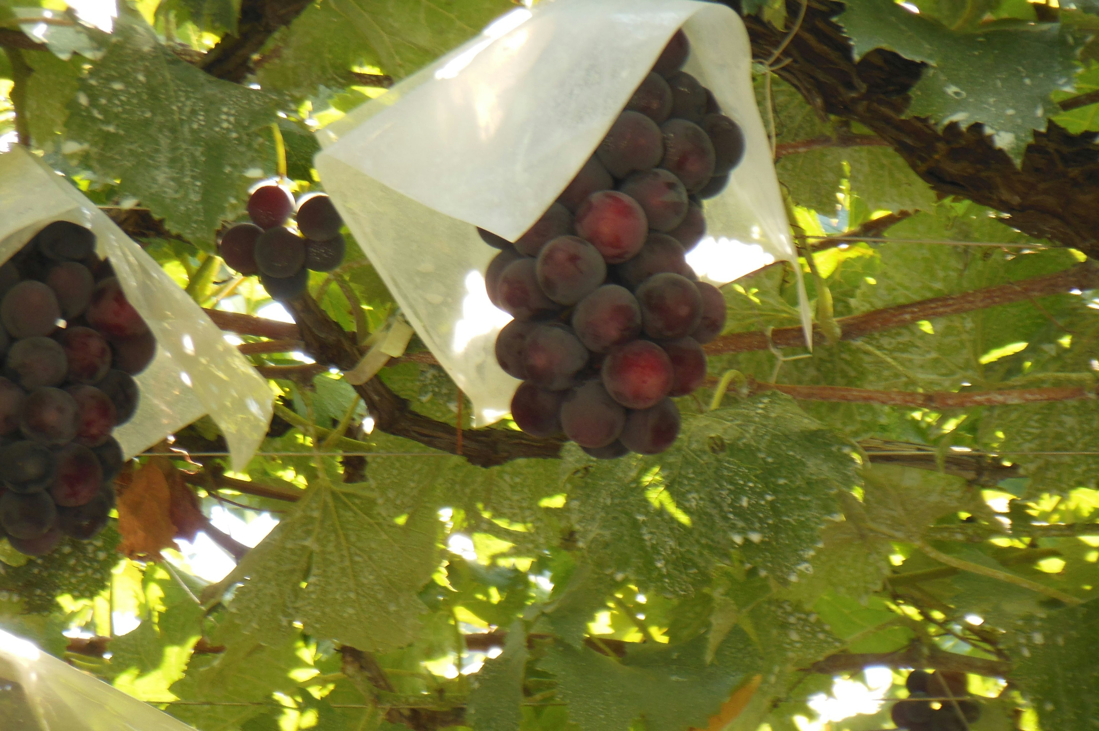 Bunches of grapes covered with white bags surrounded by green leaves