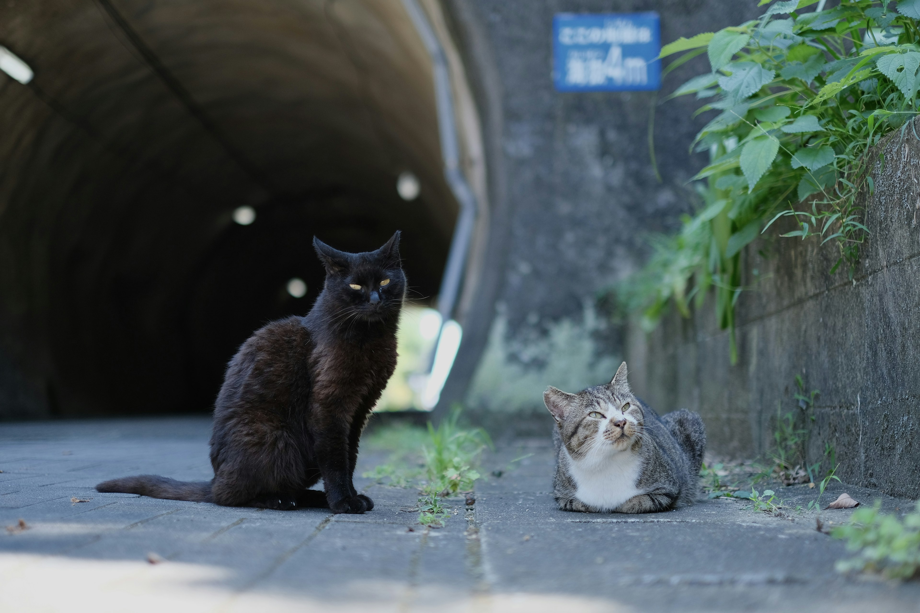 Un gato negro y un gato gris sentados cerca de la salida de un túnel