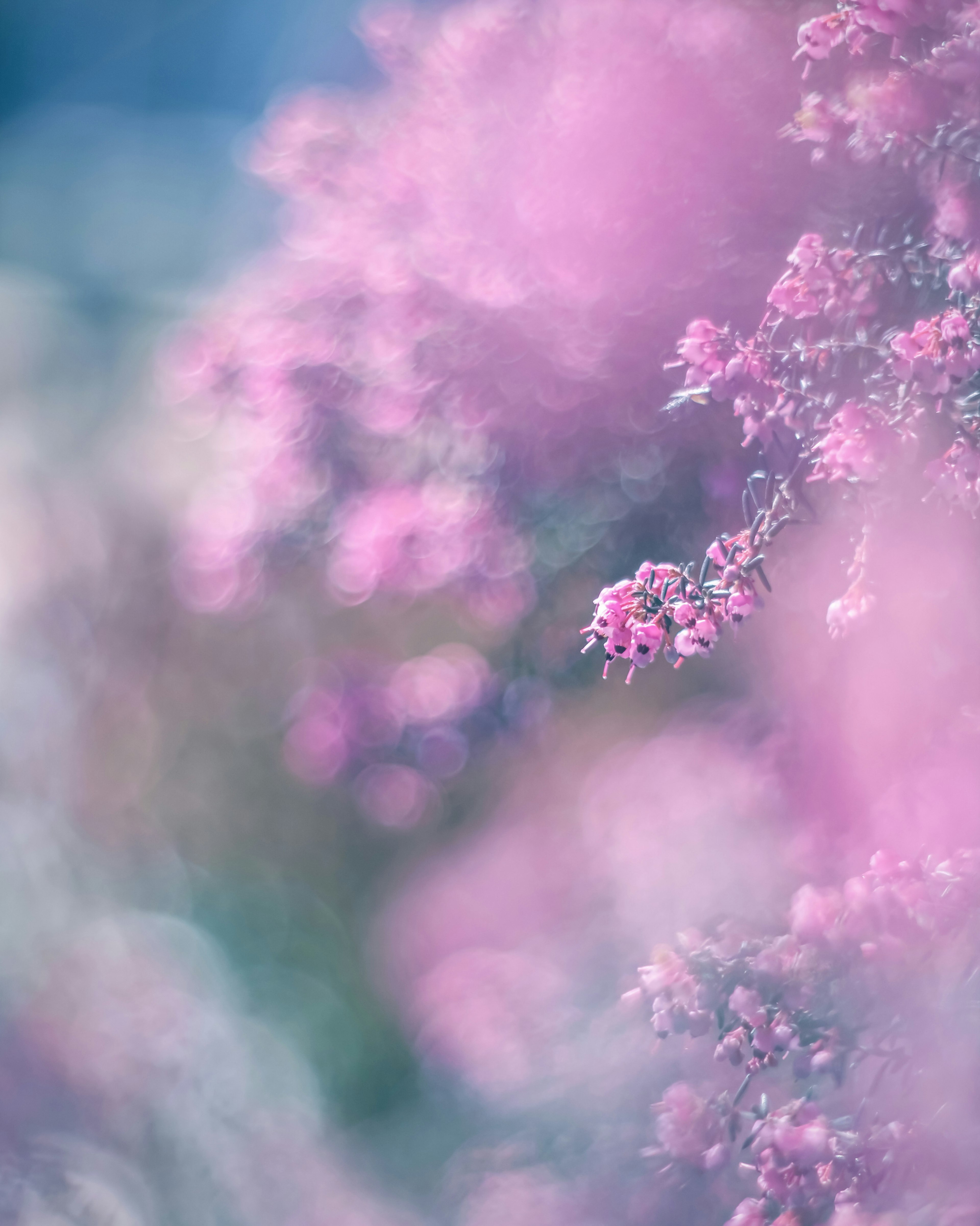 Beau paysage avec de douces fleurs roses sur un arrière-plan flou