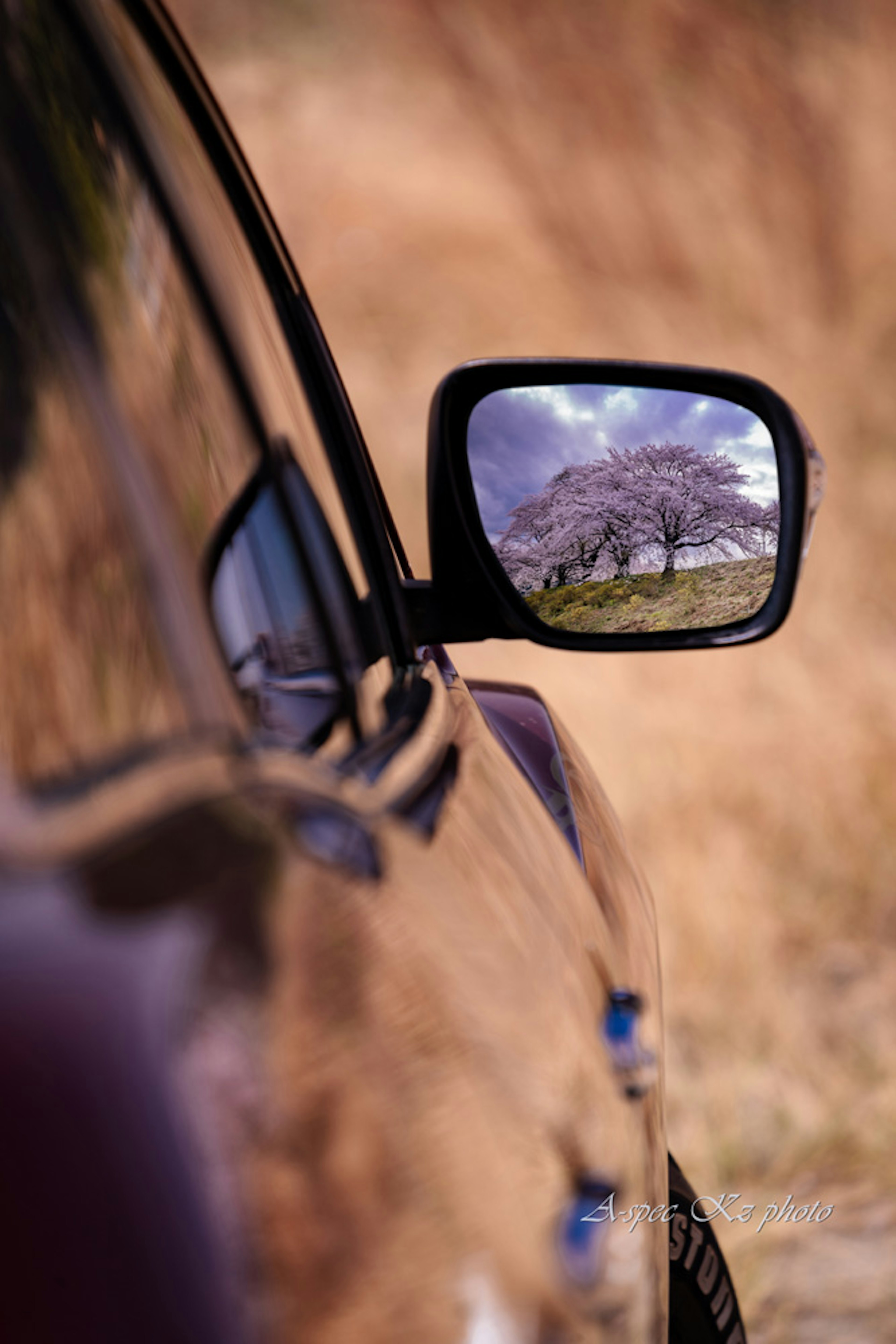 車のサイドミラーに映る桜の木と風景