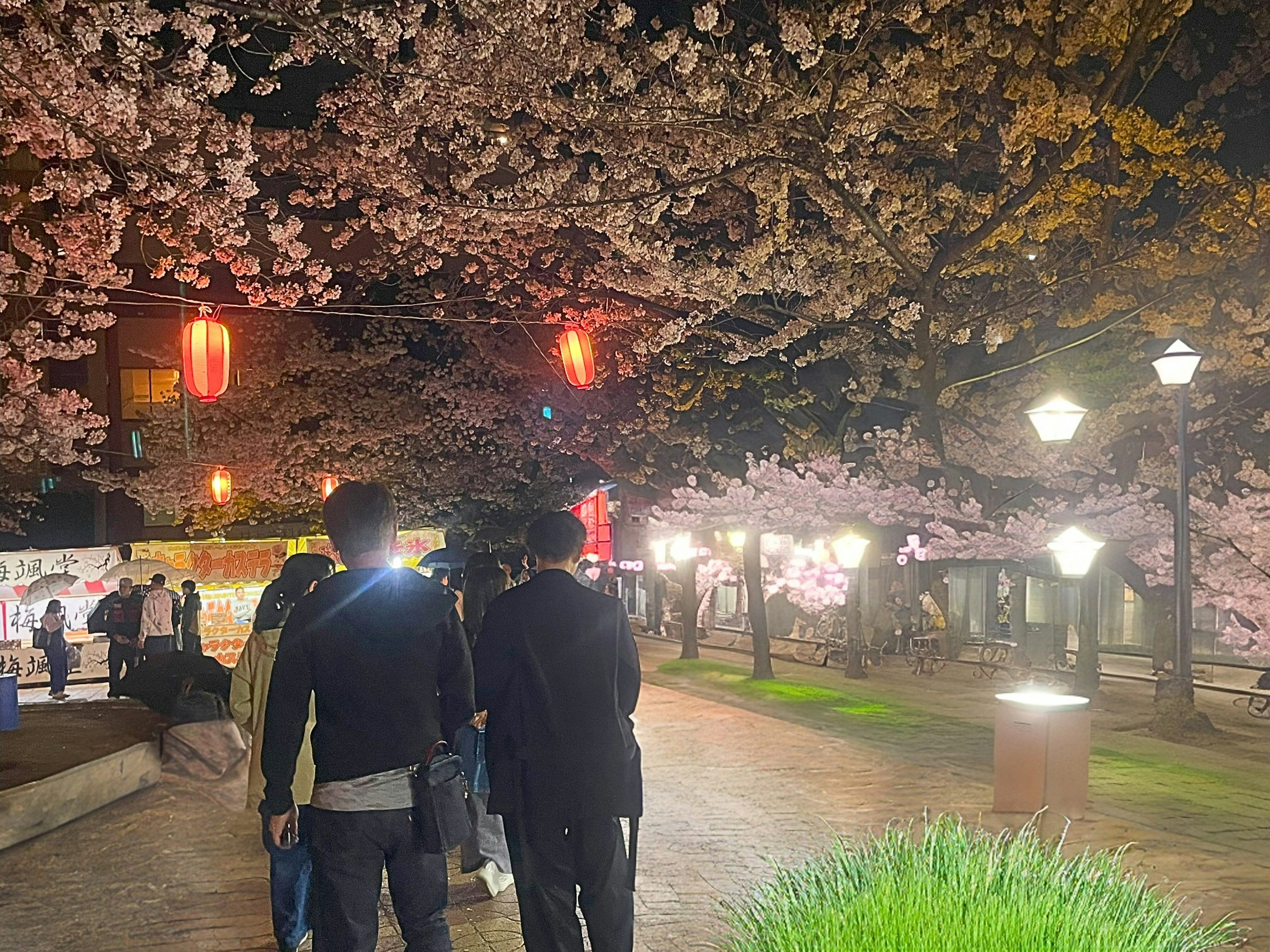 People walking under cherry blossoms at night with lanterns