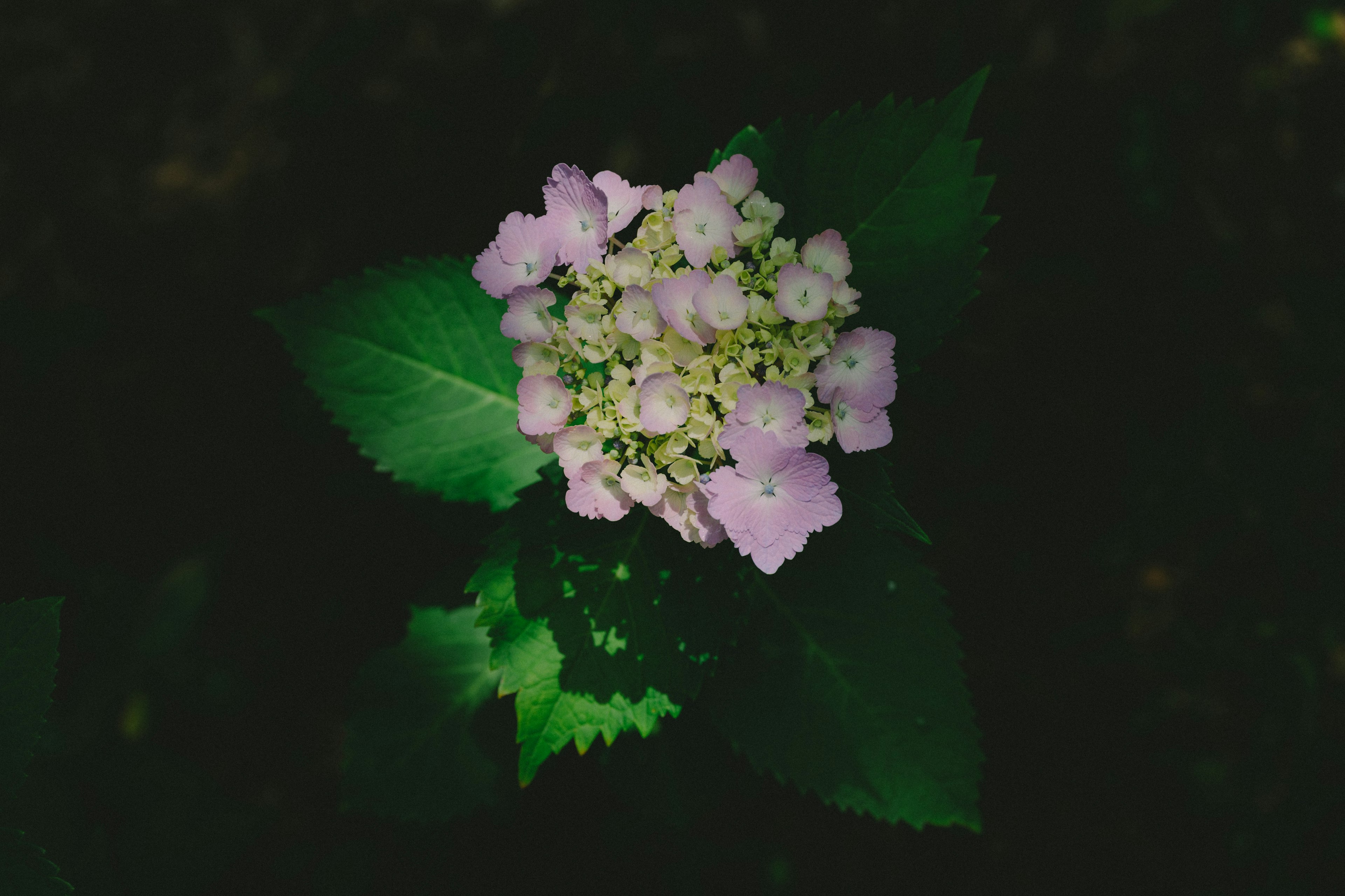 Primo piano di un fiore viola chiaro circondato da foglie verdi