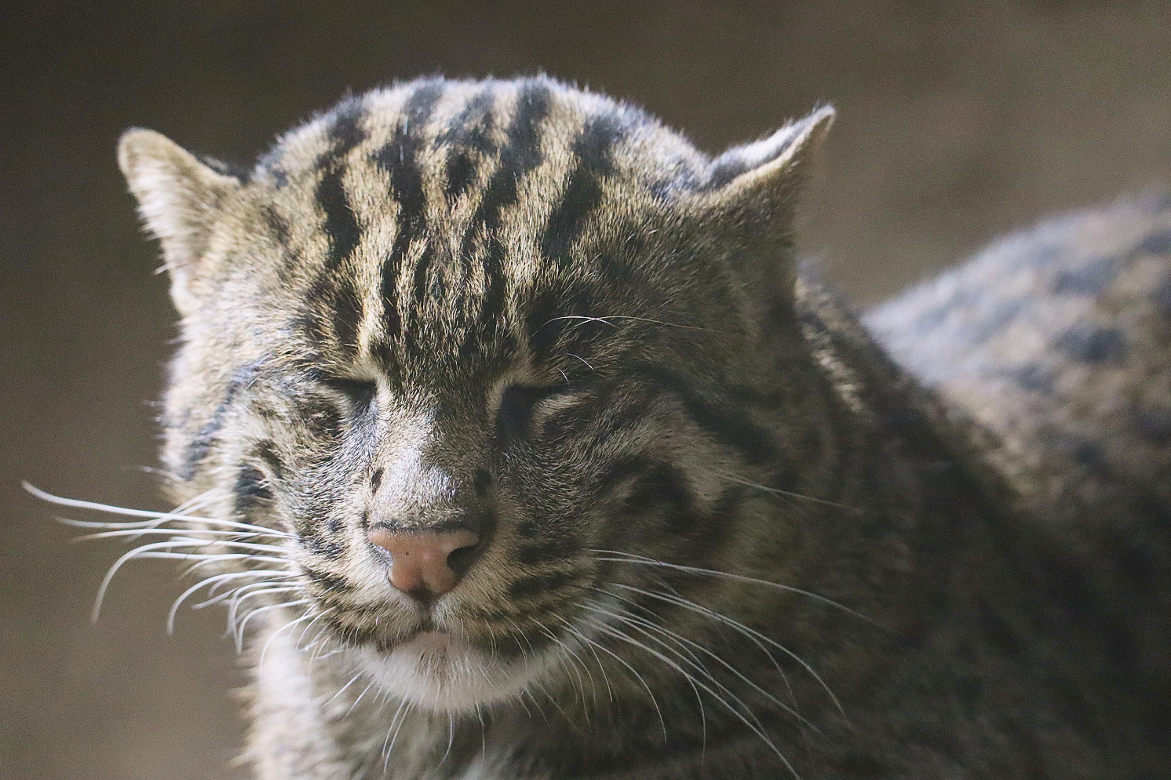 Acercamiento de un gato salvaje con rayas llamativas