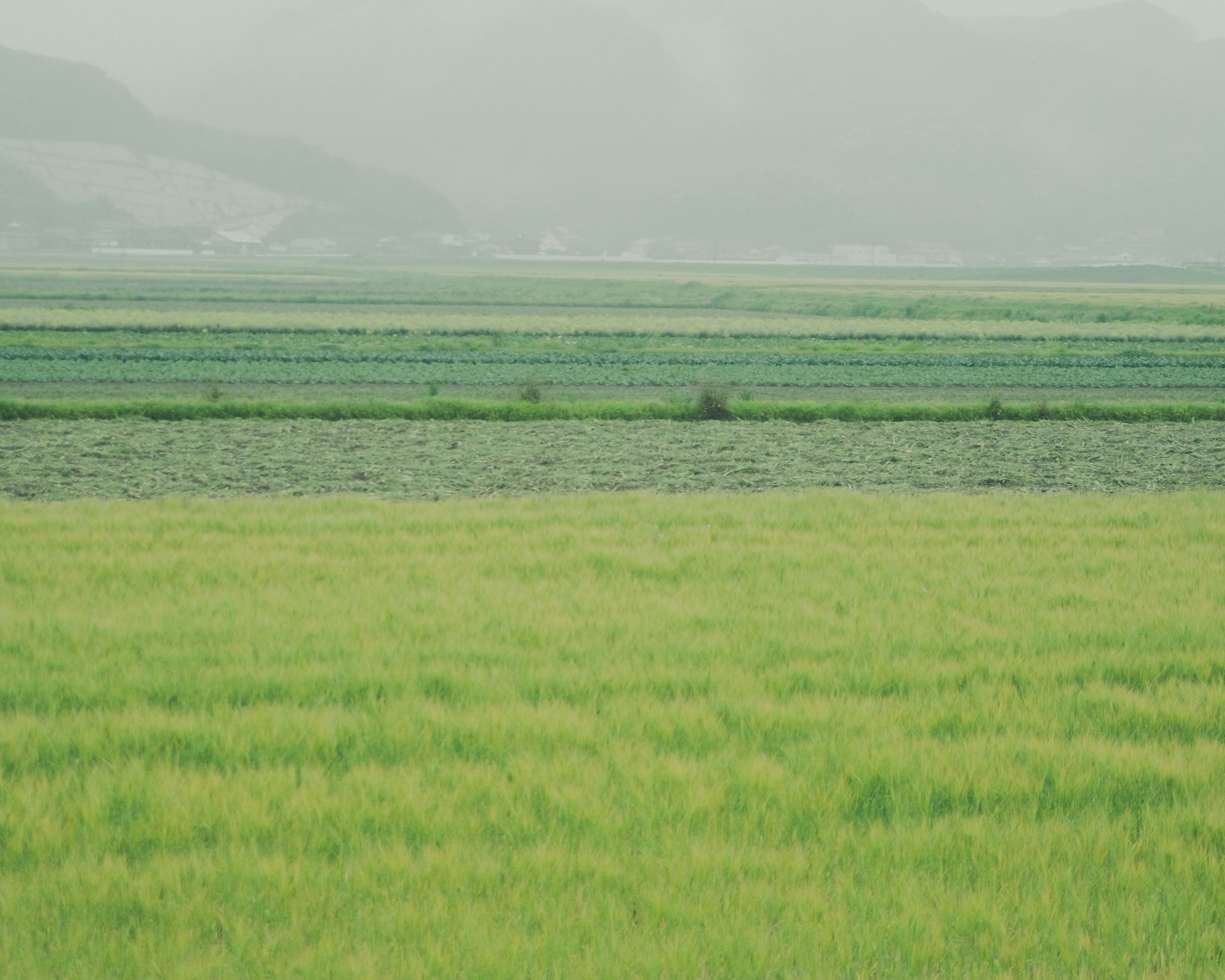 Champs de riz verdoyants dans un paysage brumeux