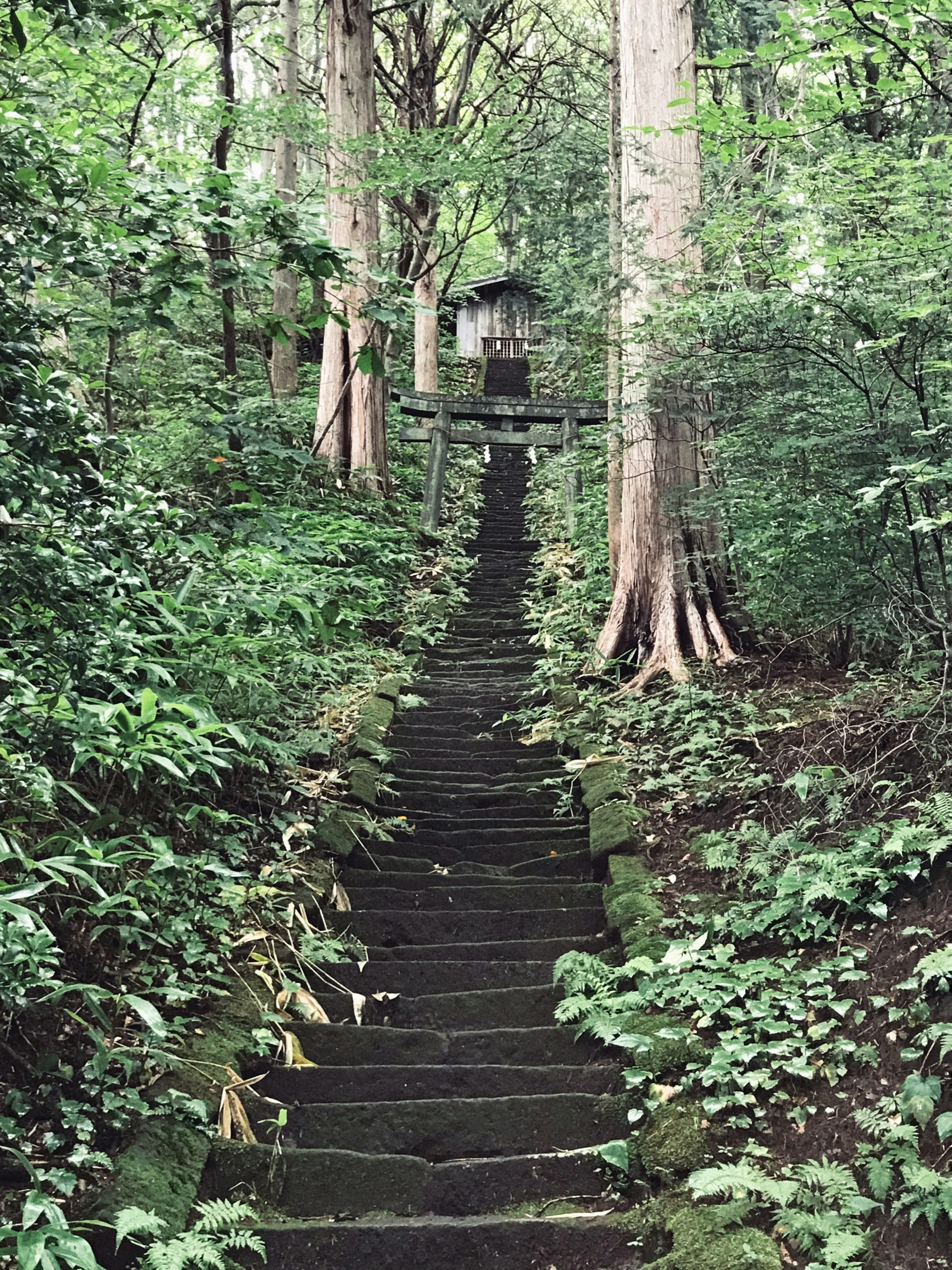 Stone steps leading through a lush green forest