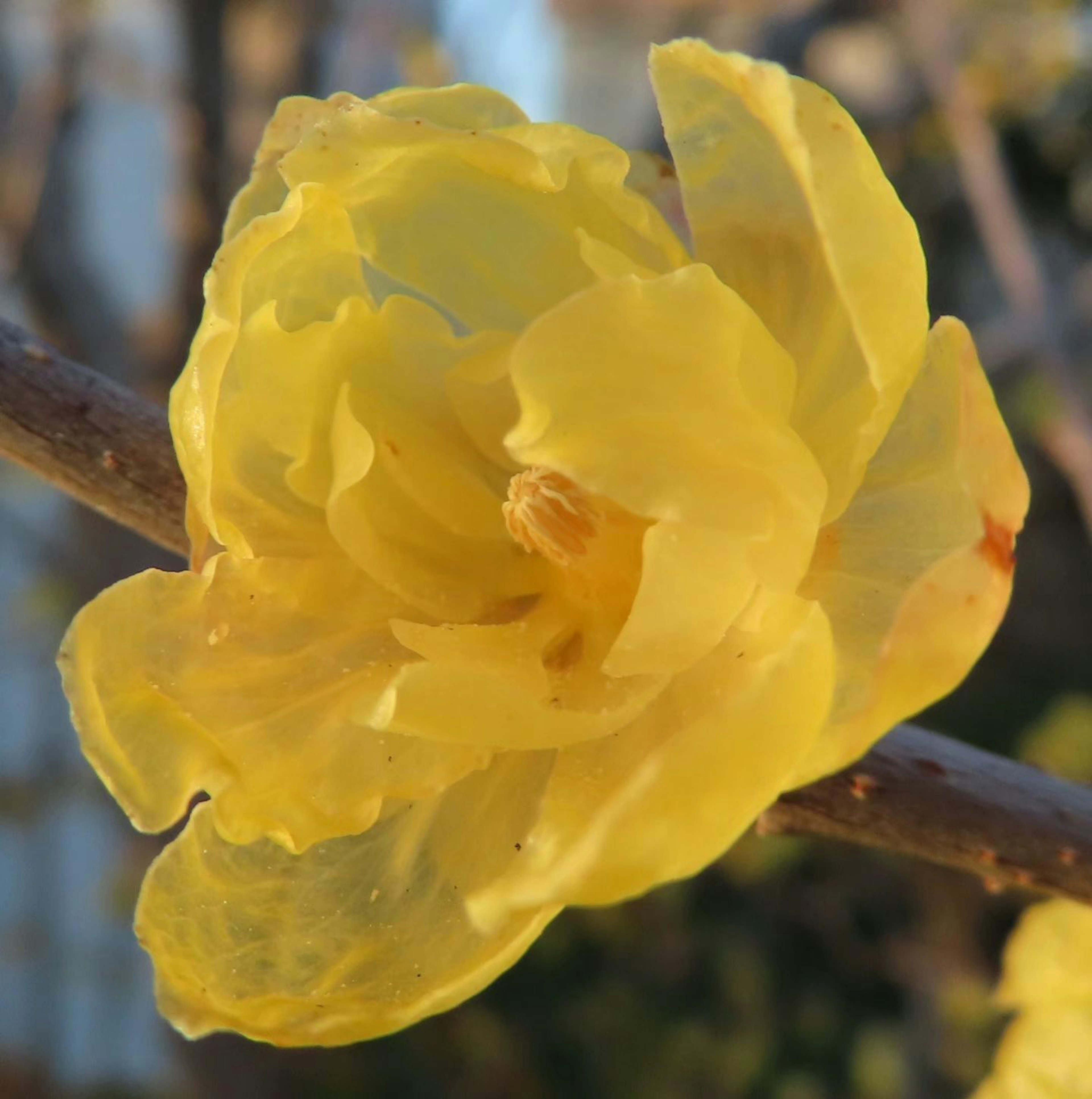 Una hermosa imagen de una flor amarilla floreciendo en una rama