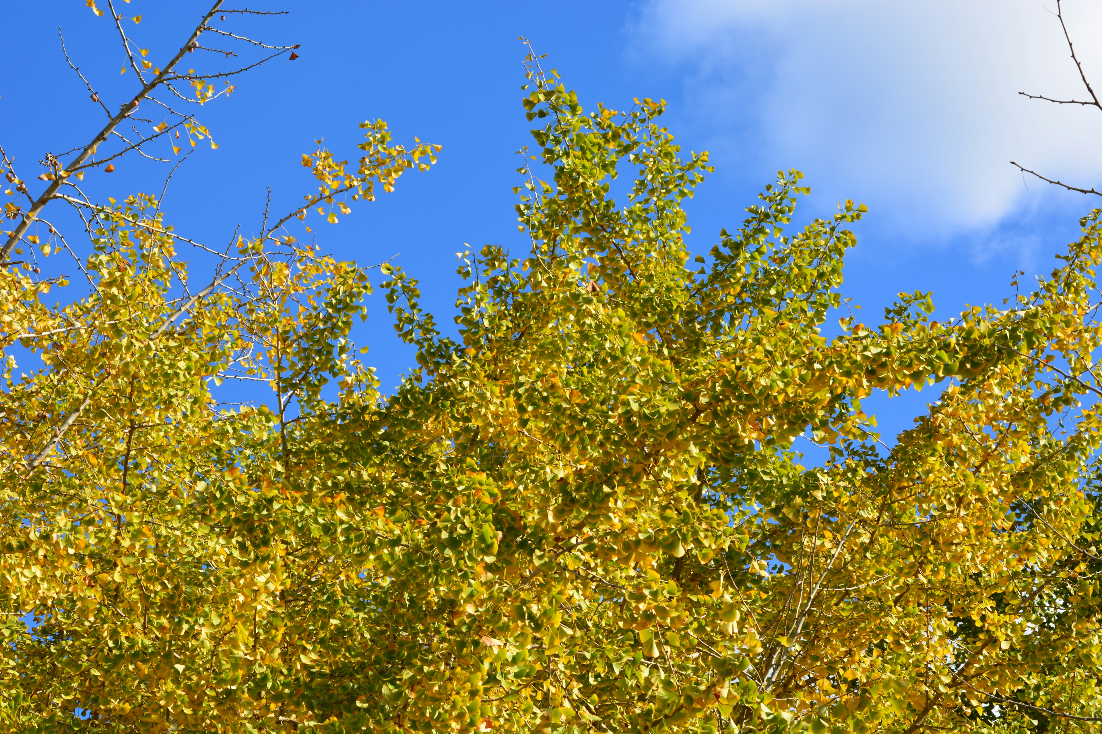 Obere Teil eines Baumes mit gelben Blättern vor blauem Himmel