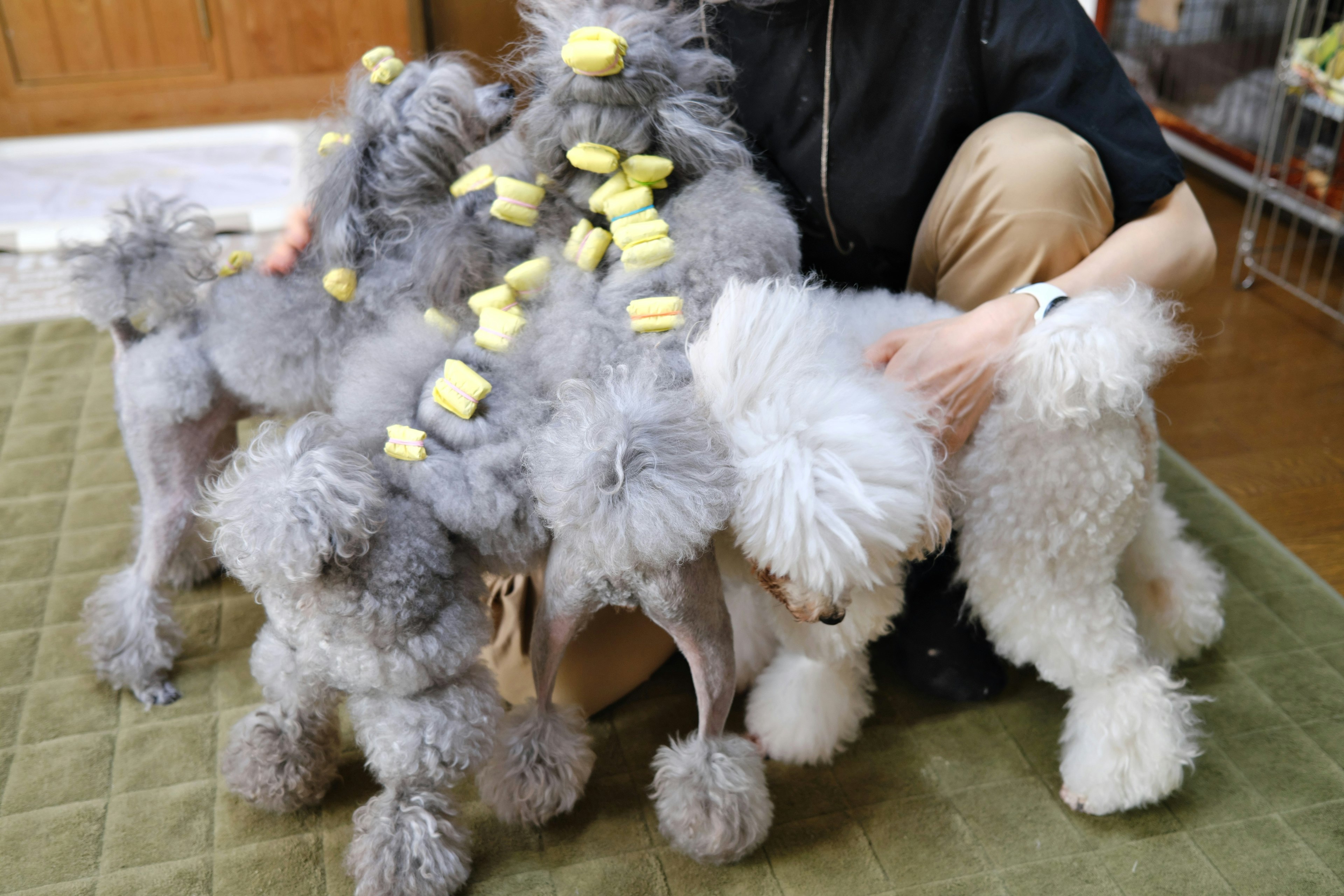 A person interacting with fluffy dogs covered in yellow toys