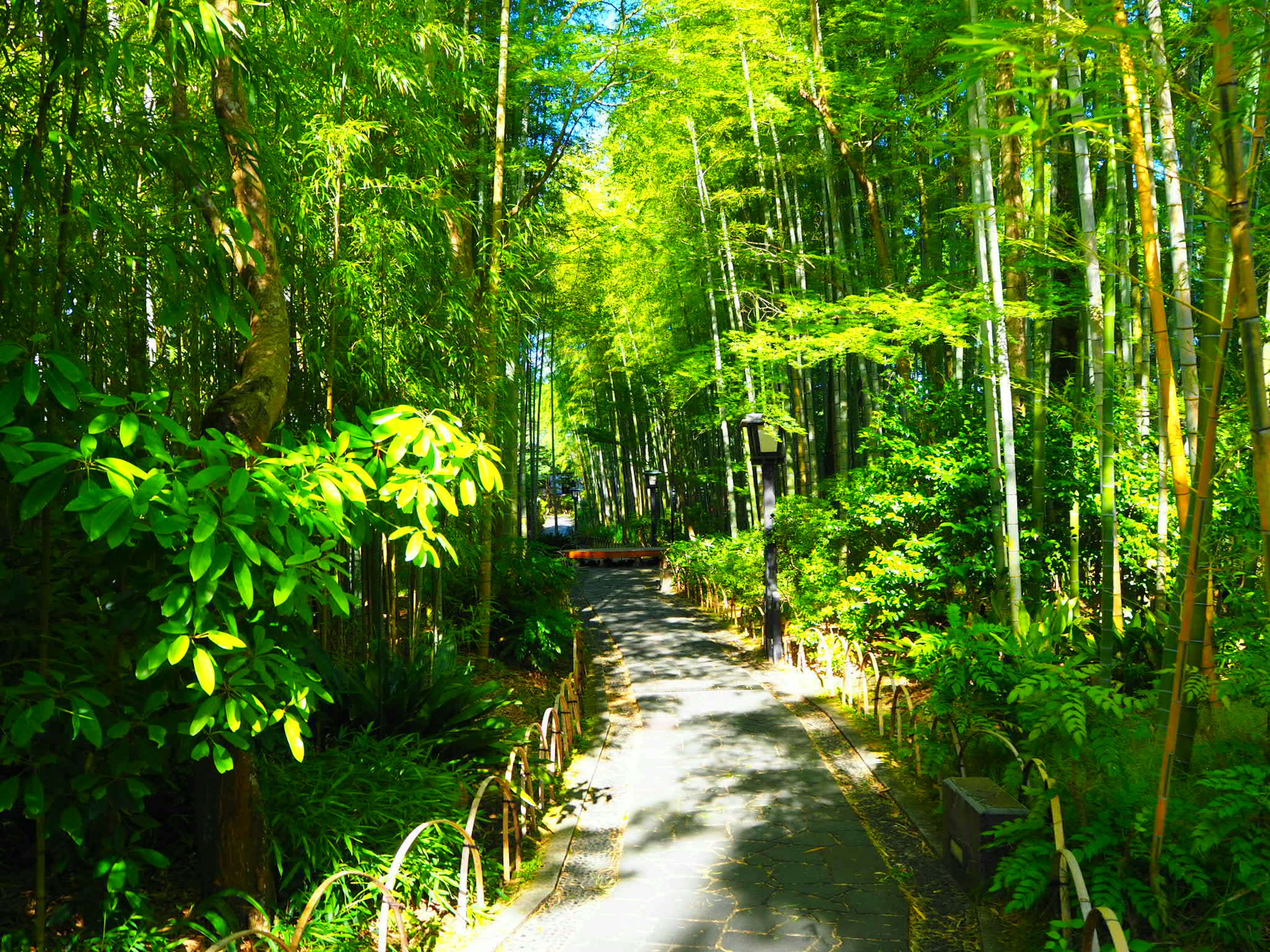 A lush green bamboo path surrounded by vibrant foliage