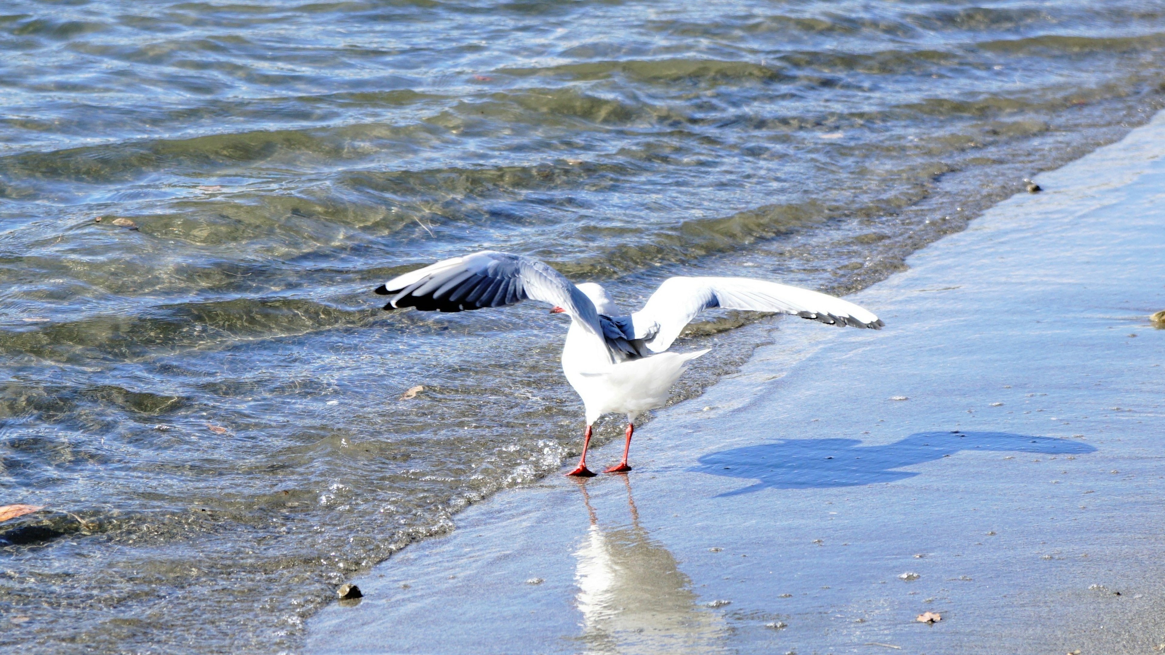 海辺に立つ白いカモメが羽を広げている