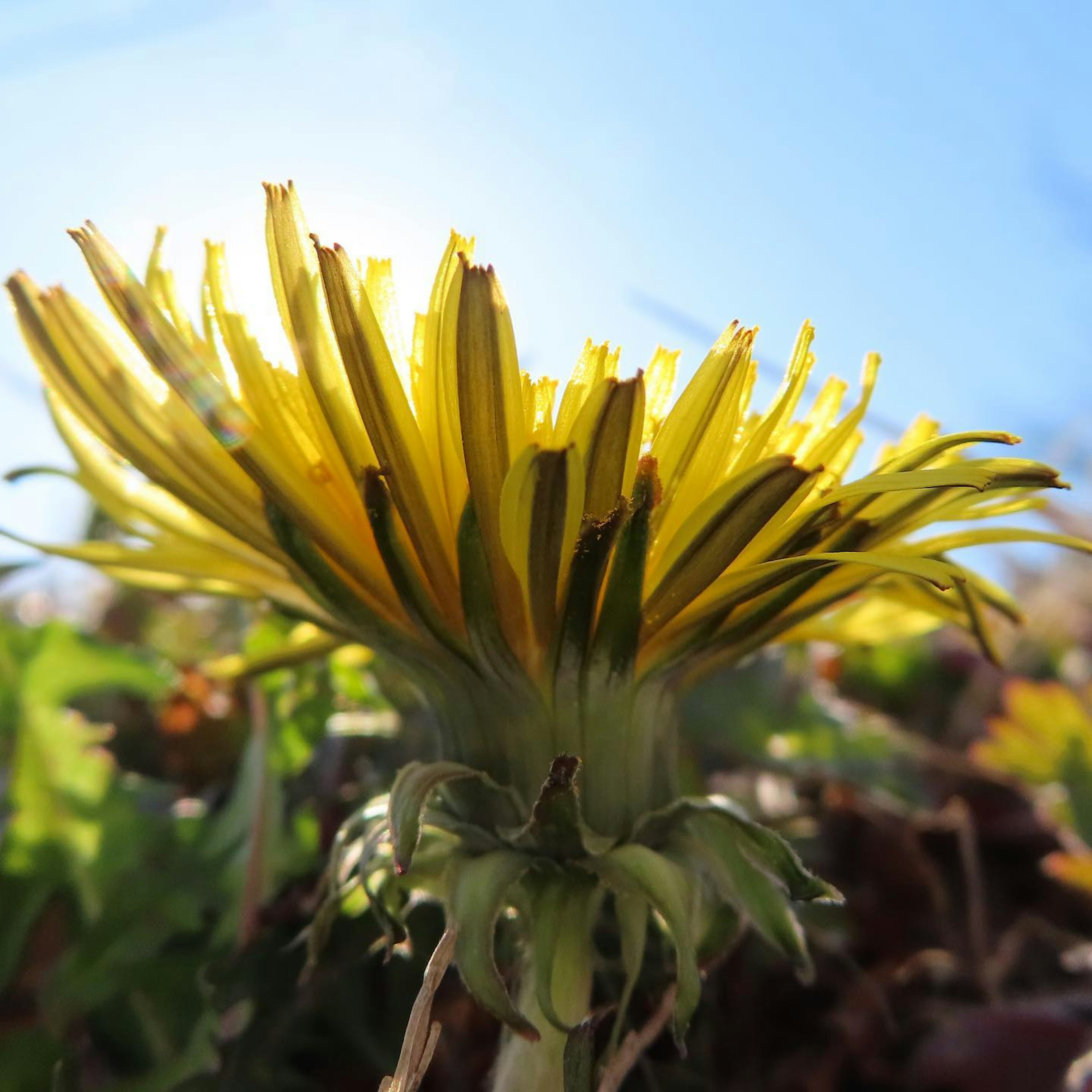 Gelbe Löwenzahnblüte vor blauem Himmel