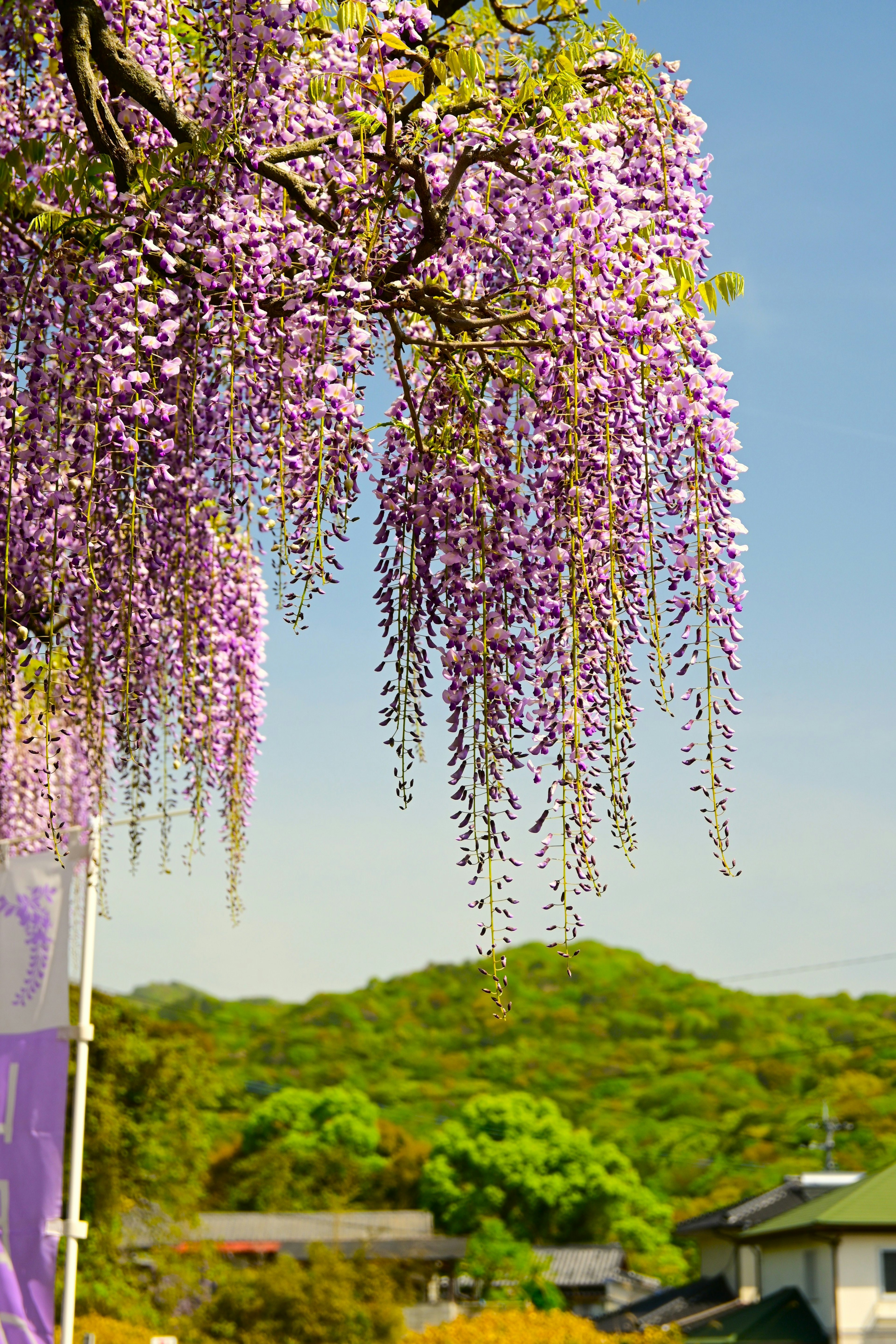 一棵垂挂着紫色紫藤花的树和背景中的绿色山丘