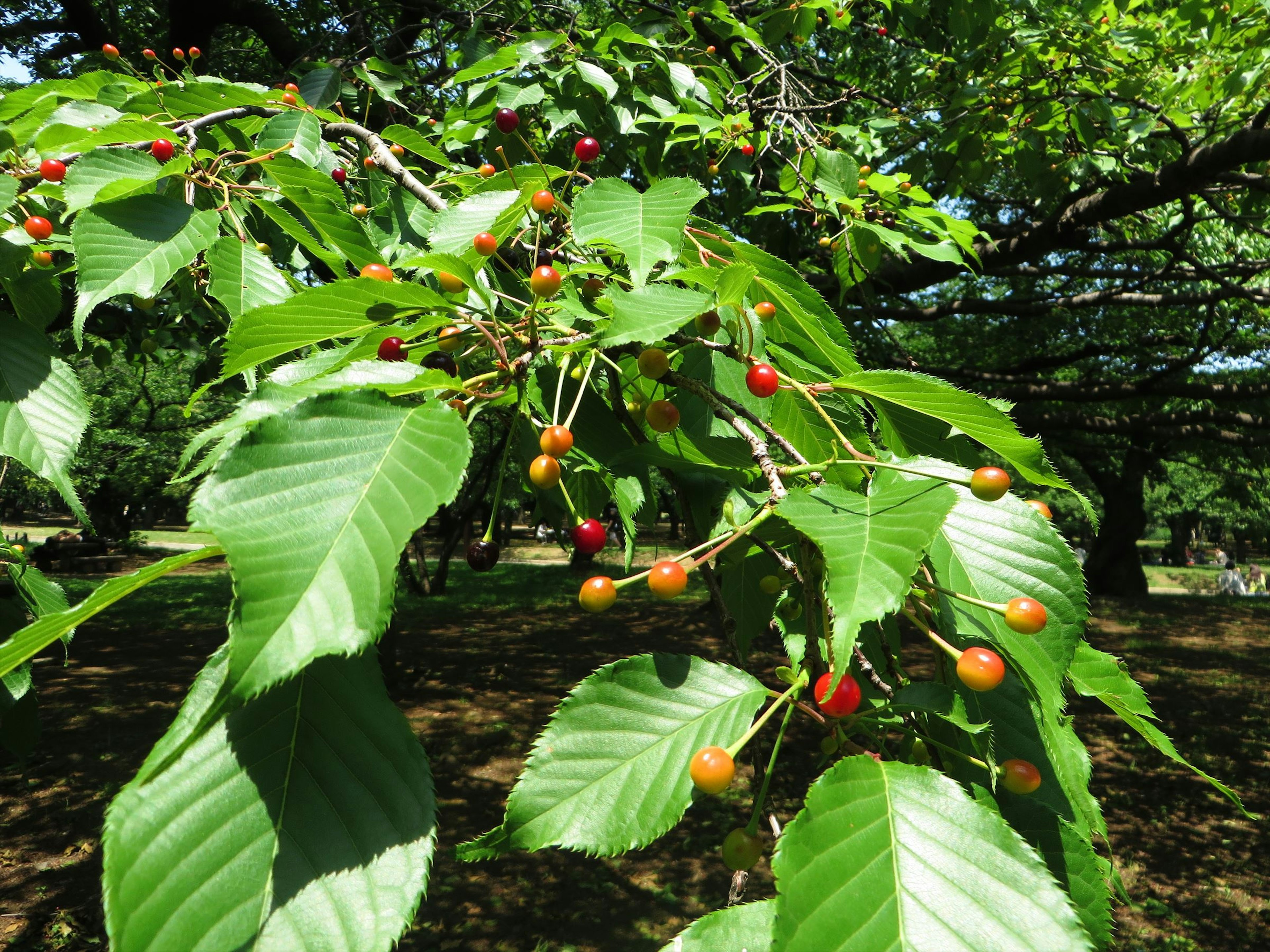 Cabang dengan daun hijau dan buah merah dan oranye