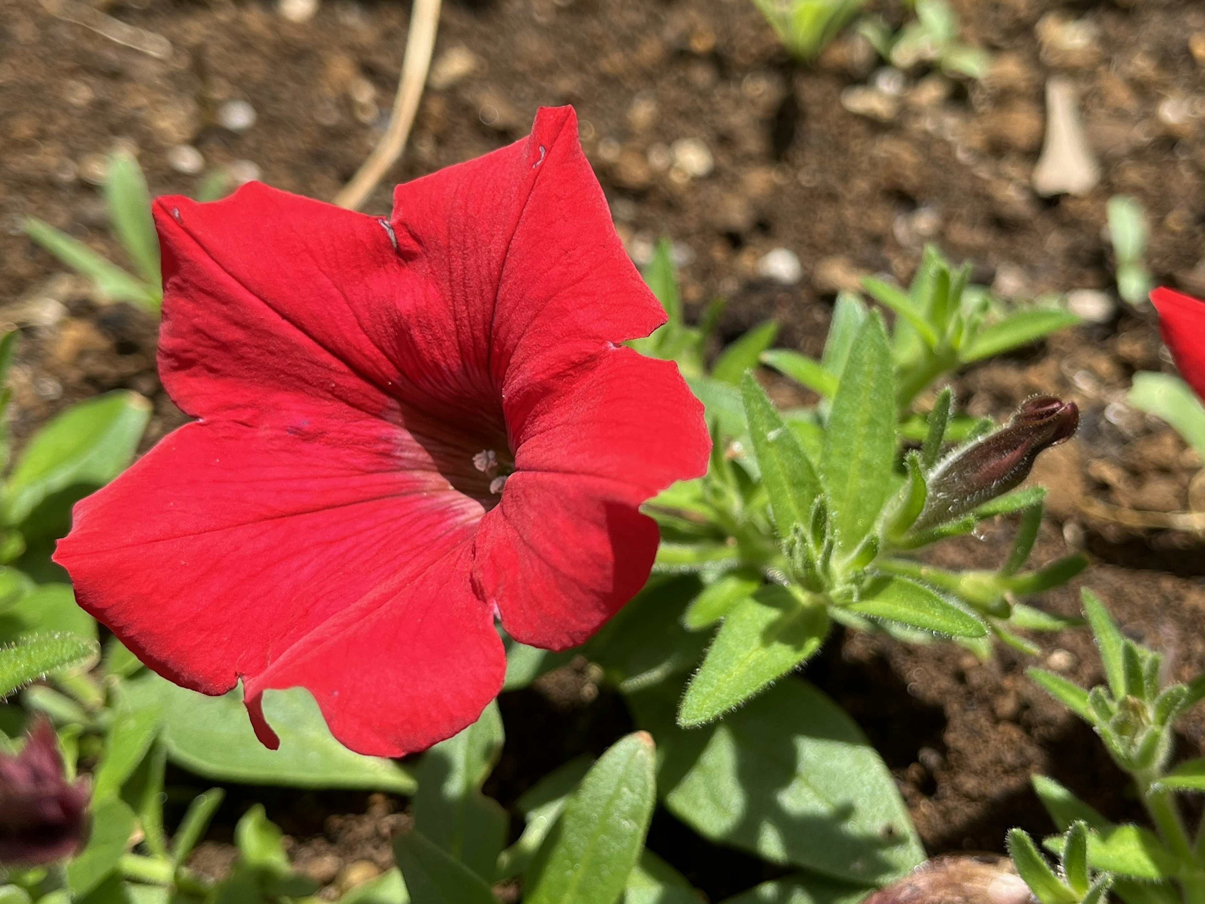 Bunga petunia merah cerah dikelilingi daun hijau