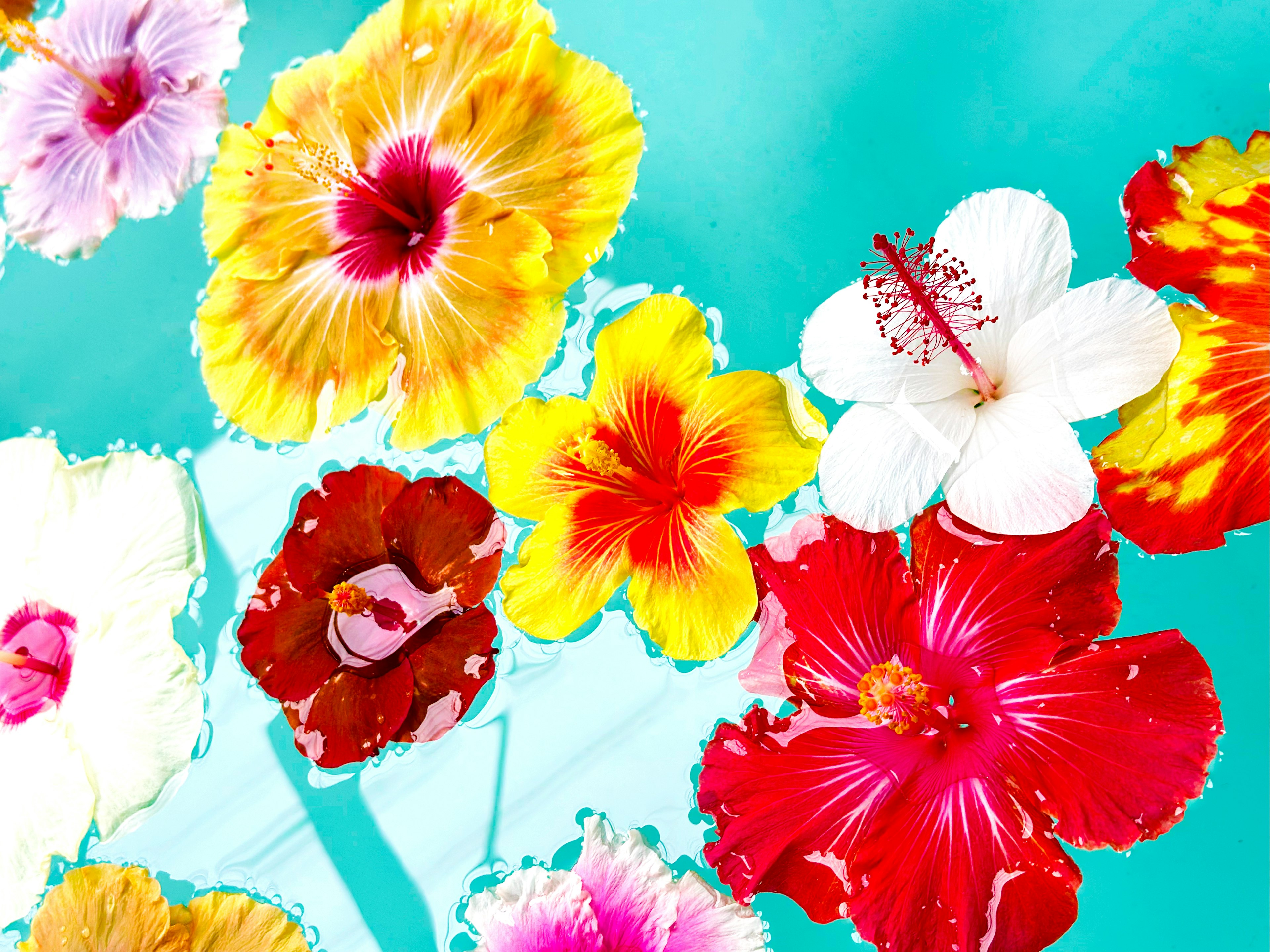 Fleurs d'hibiscus colorées flottant sur une surface d'eau bleue