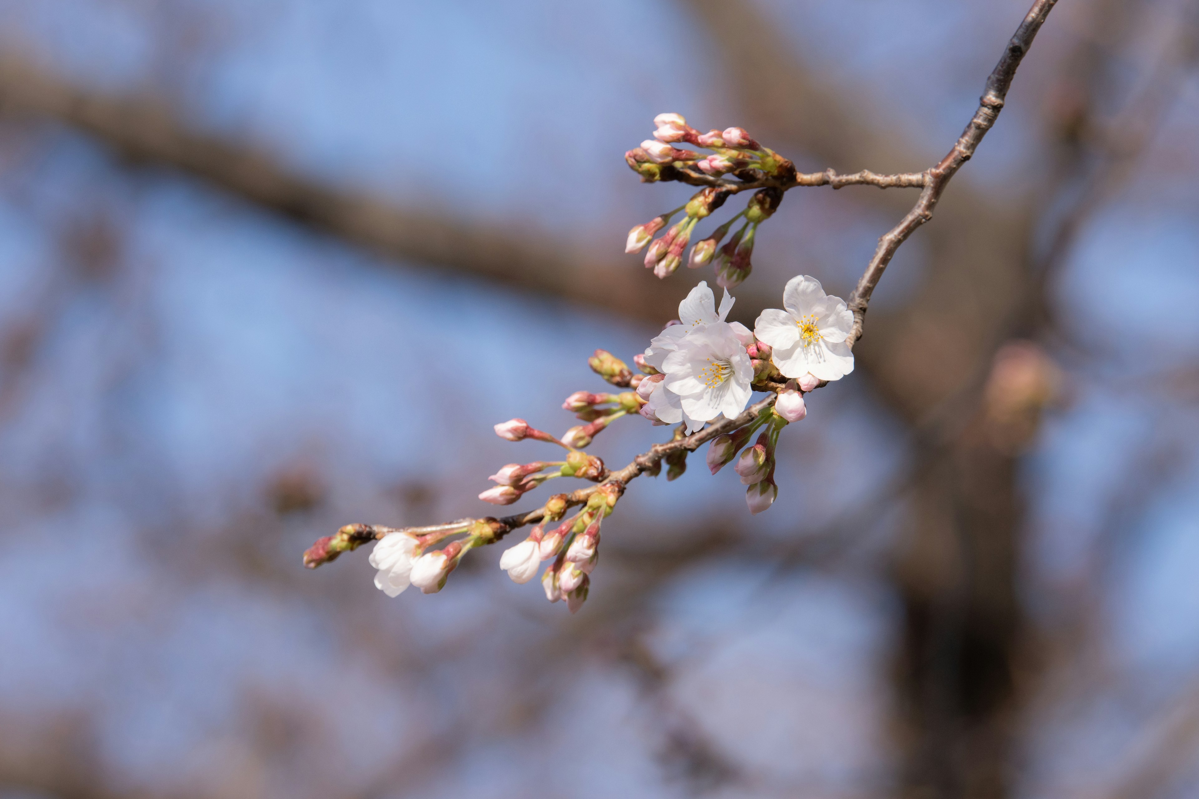 Gros plan d'une branche de cerisier avec des fleurs en bouton