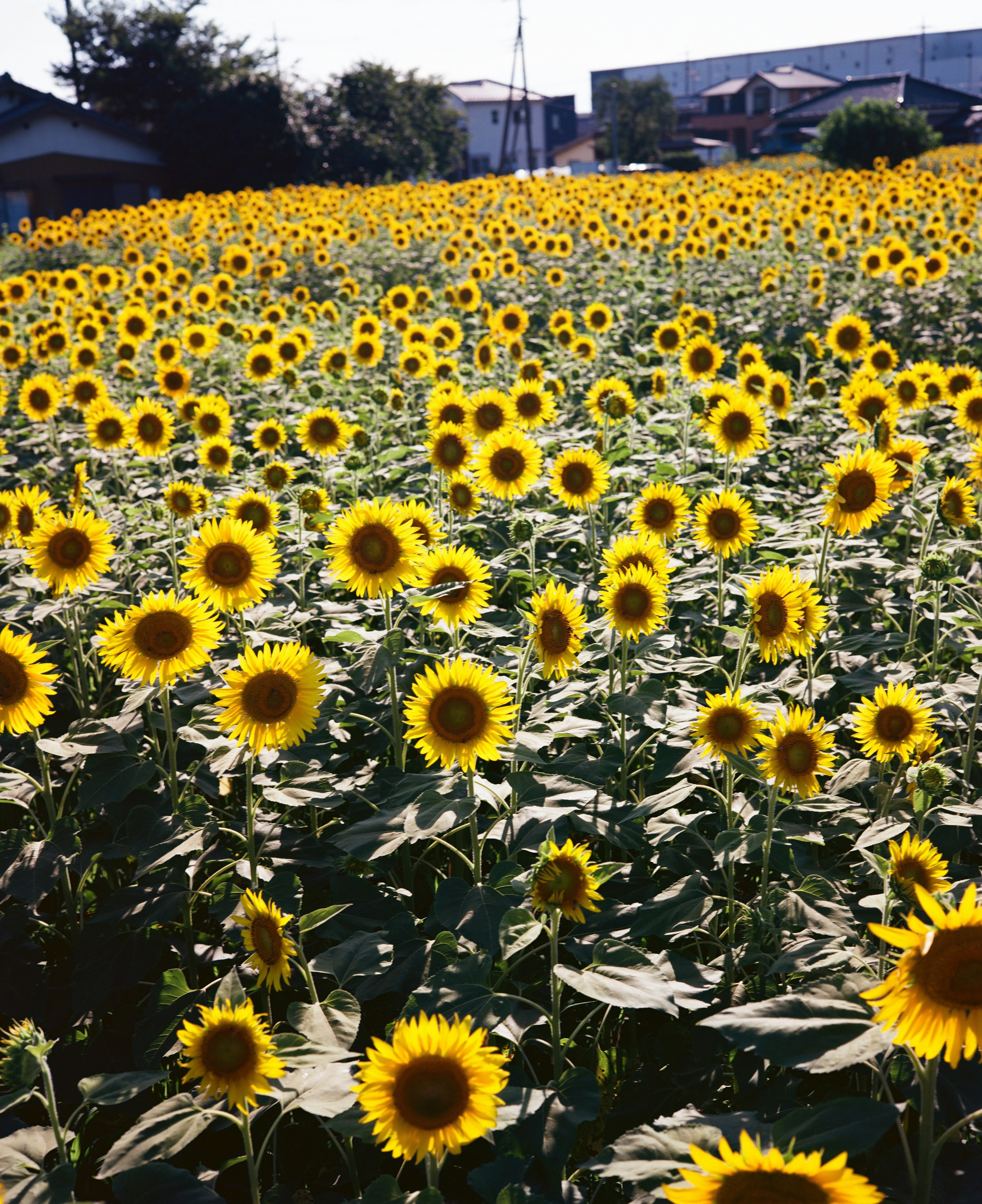 Amplio campo de girasoles bajo un cielo azul claro