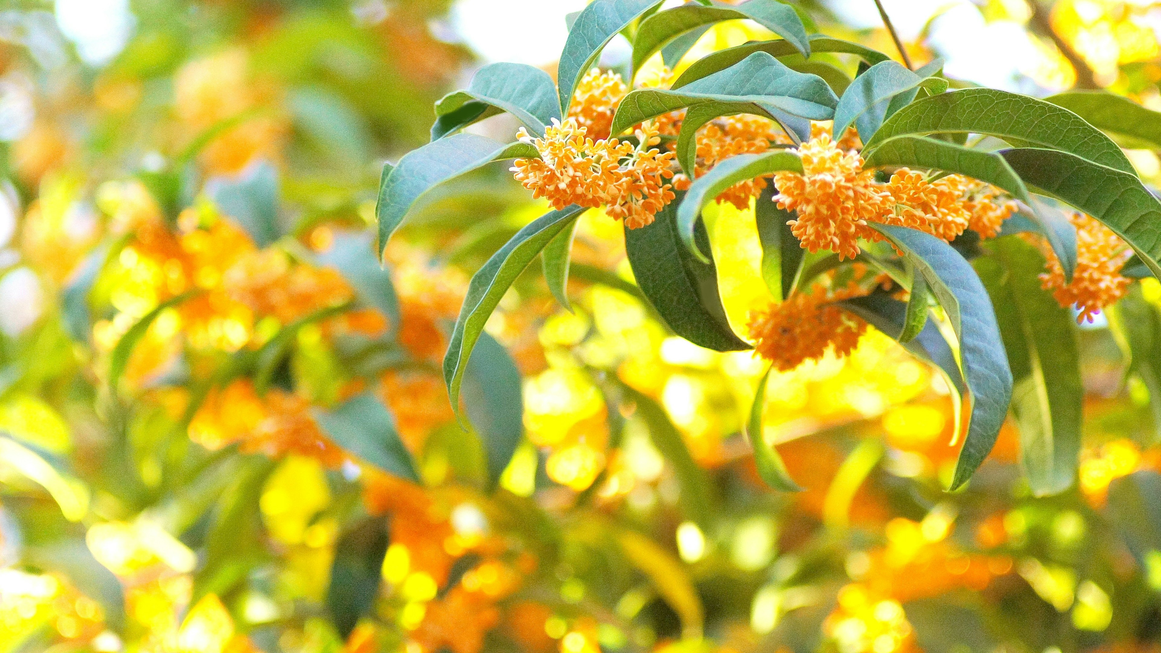 Fragrant orange blossoms of osmanthus with lush green leaves in a sunny setting