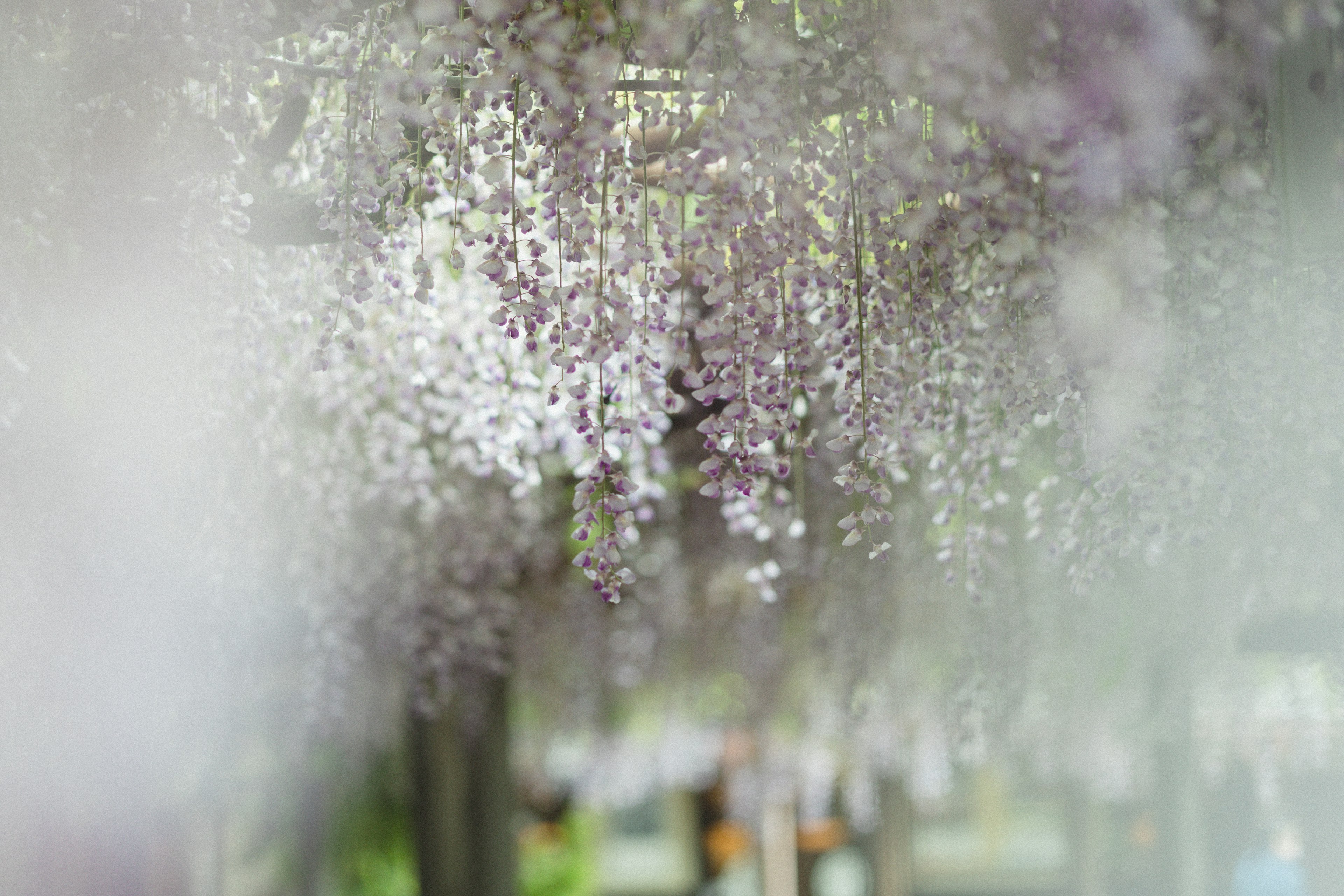 Una vista de un túnel de glicinas con flores moradas