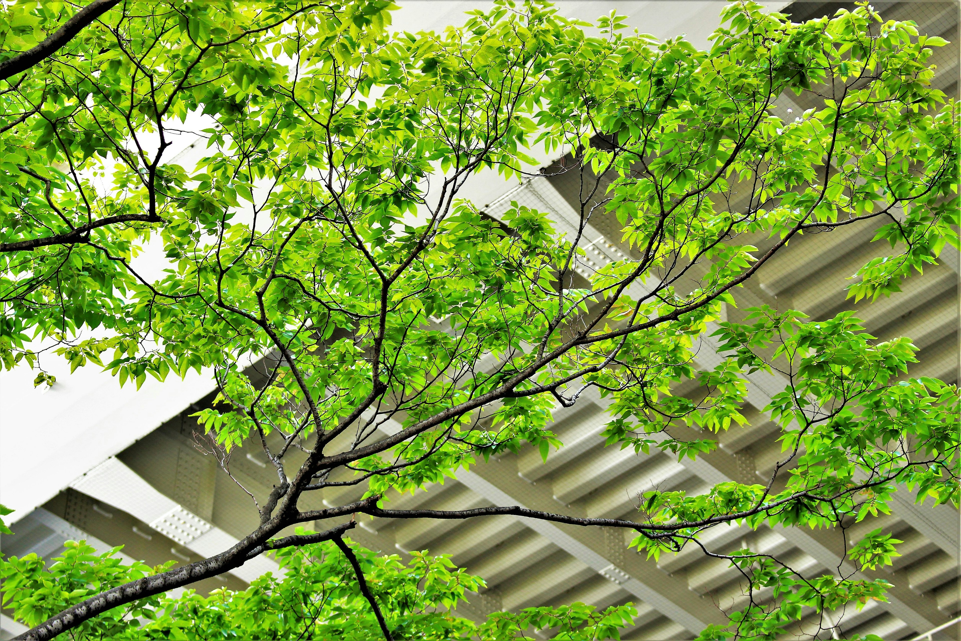 Feuilles vertes d'un arbre avec une structure en béton au-dessus