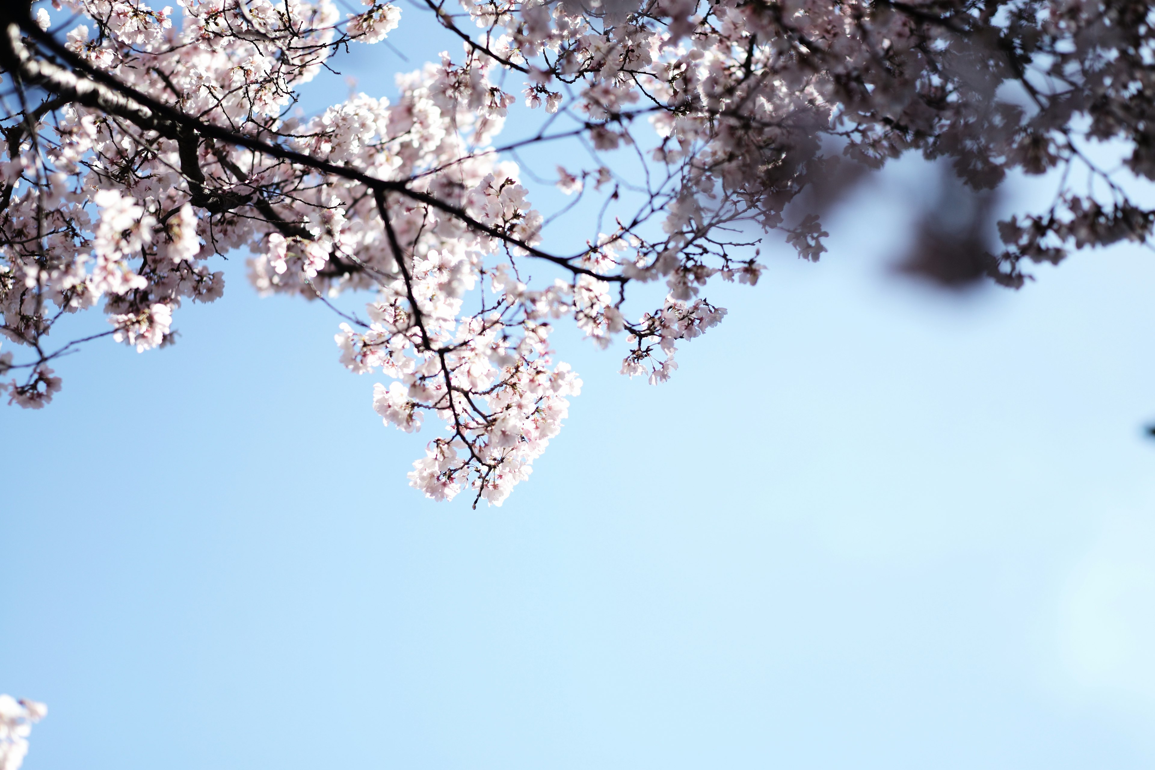 Cherry blossom branches against a clear blue sky