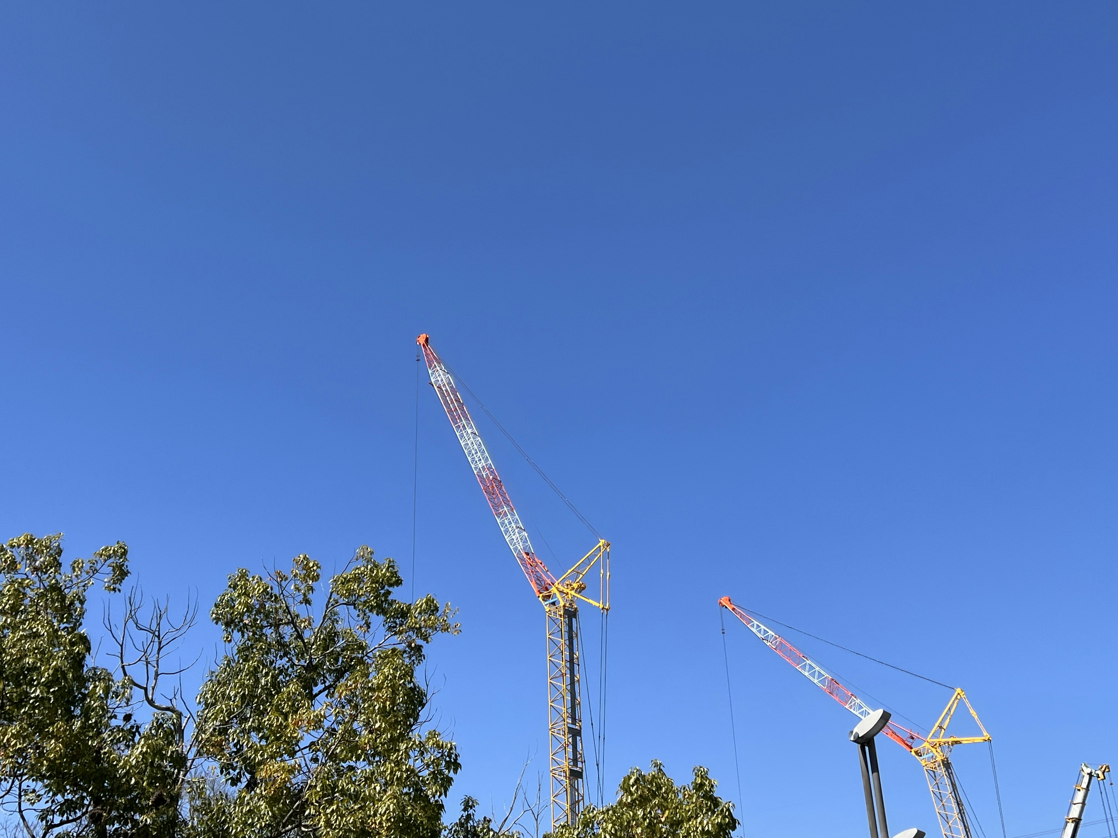 Cranes under a clear blue sky with trees in the foreground