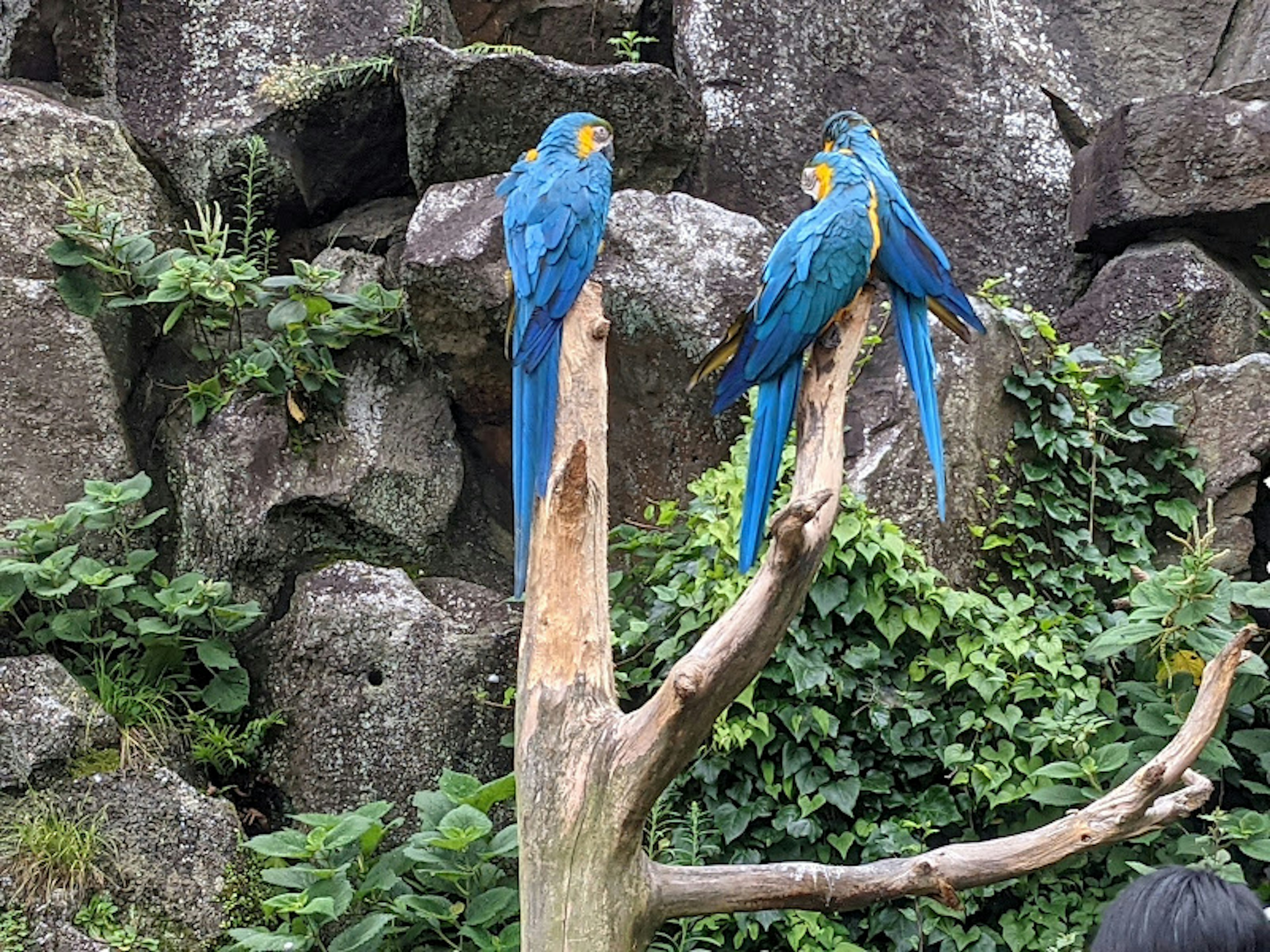 Vibrant blue parrots perched on a branch with rocky background and green foliage