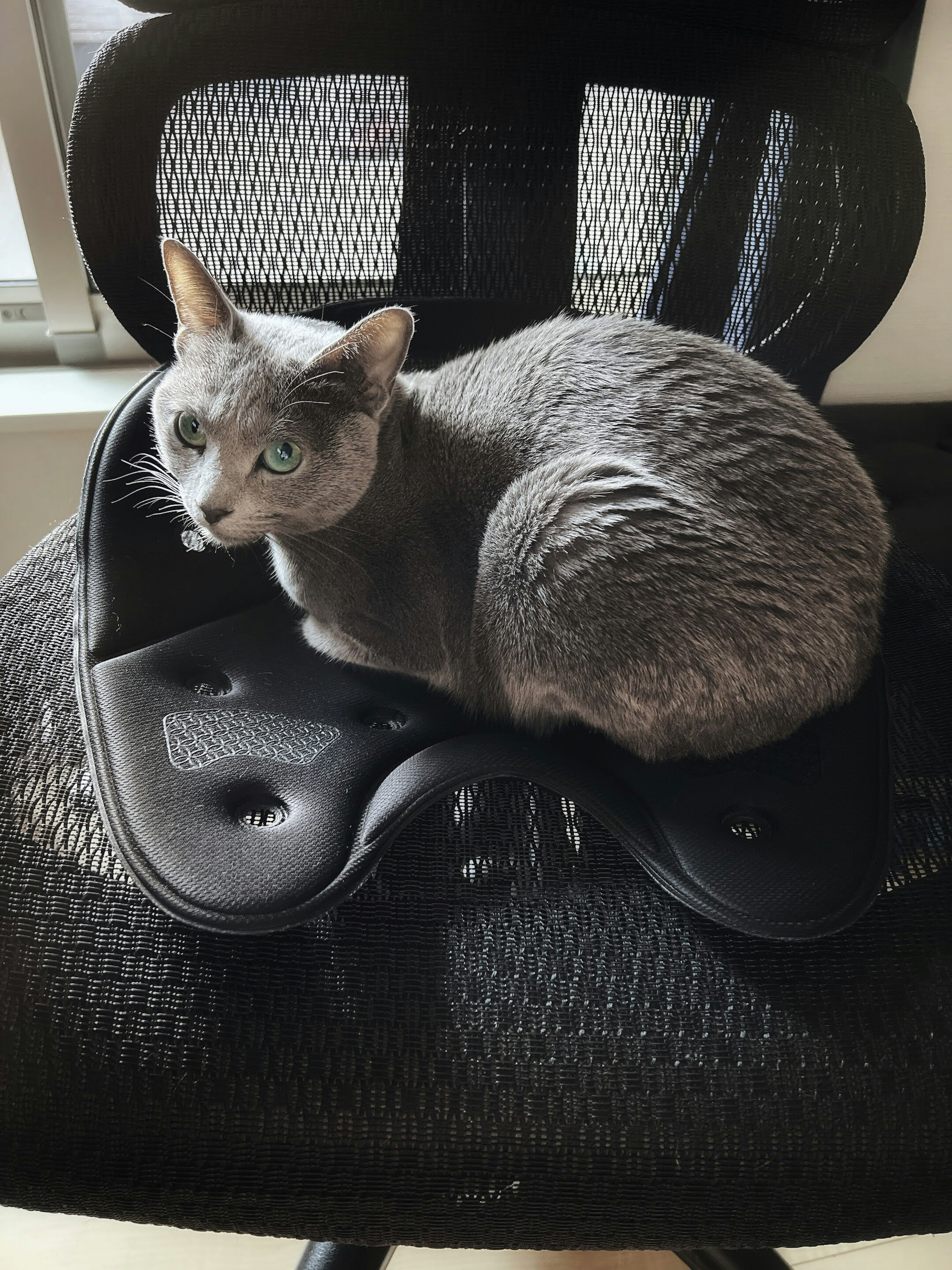 Gray cat resting on a black chair