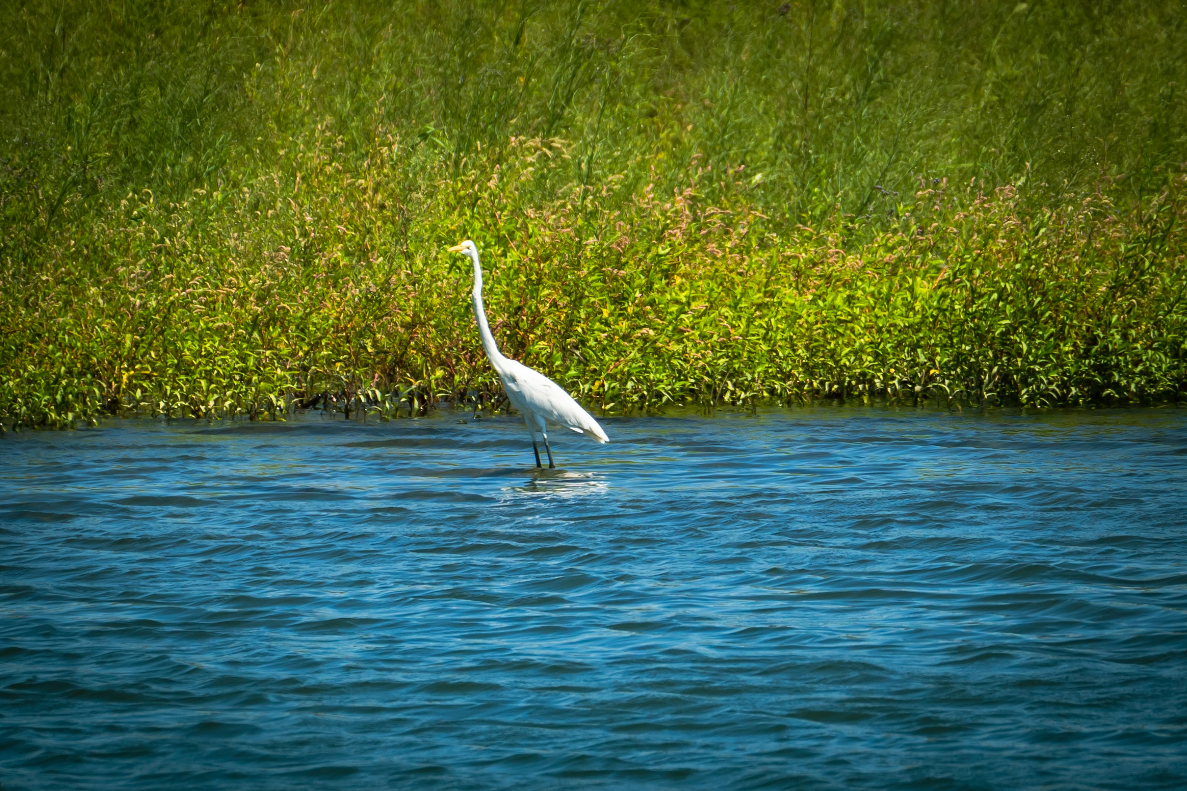 Ein weißer Reiher steht im flachen Wasser mit grünem Gras im Hintergrund