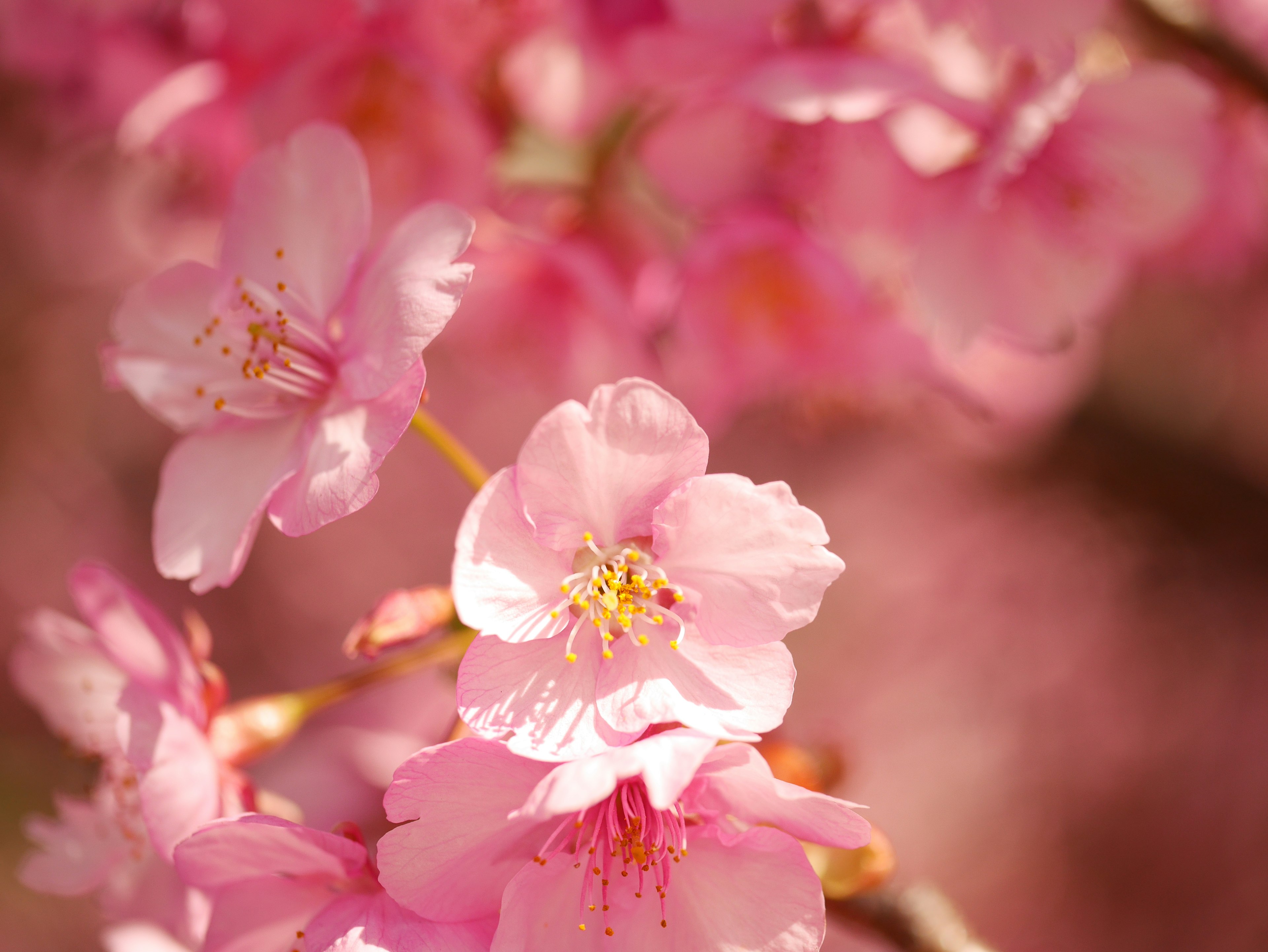 Flores de cerezo en flor con pétalos rosa suave y centros amarillos vibrantes